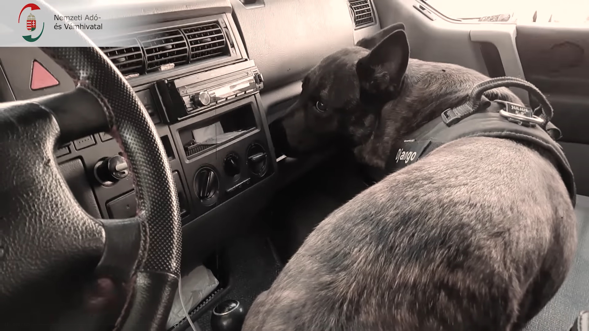 Váratlanul elhunyt Django, a NAV keresőkutyusa - videó