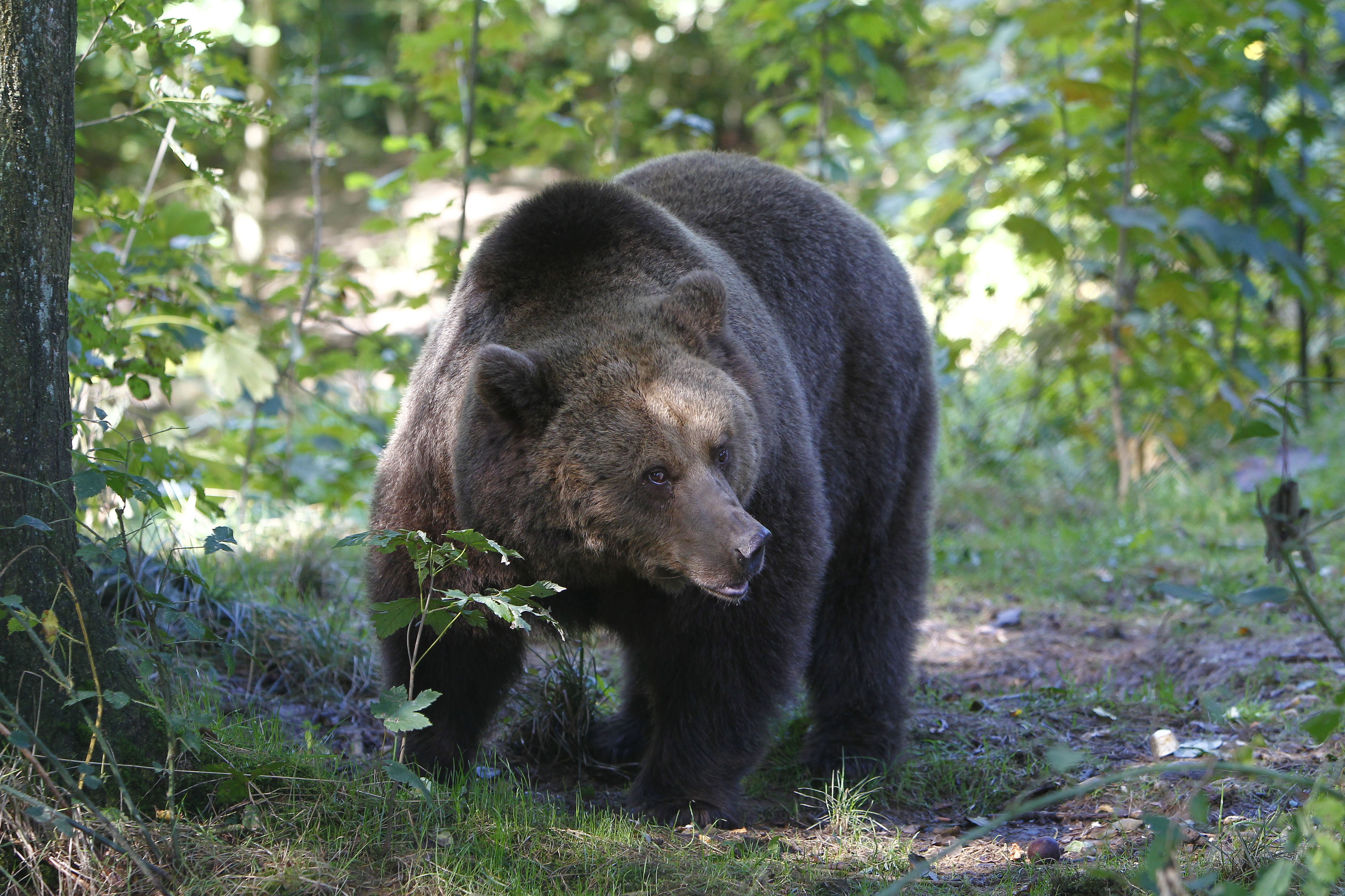A Bükkben telepedett le egy hatalmas barna medve - Blikk