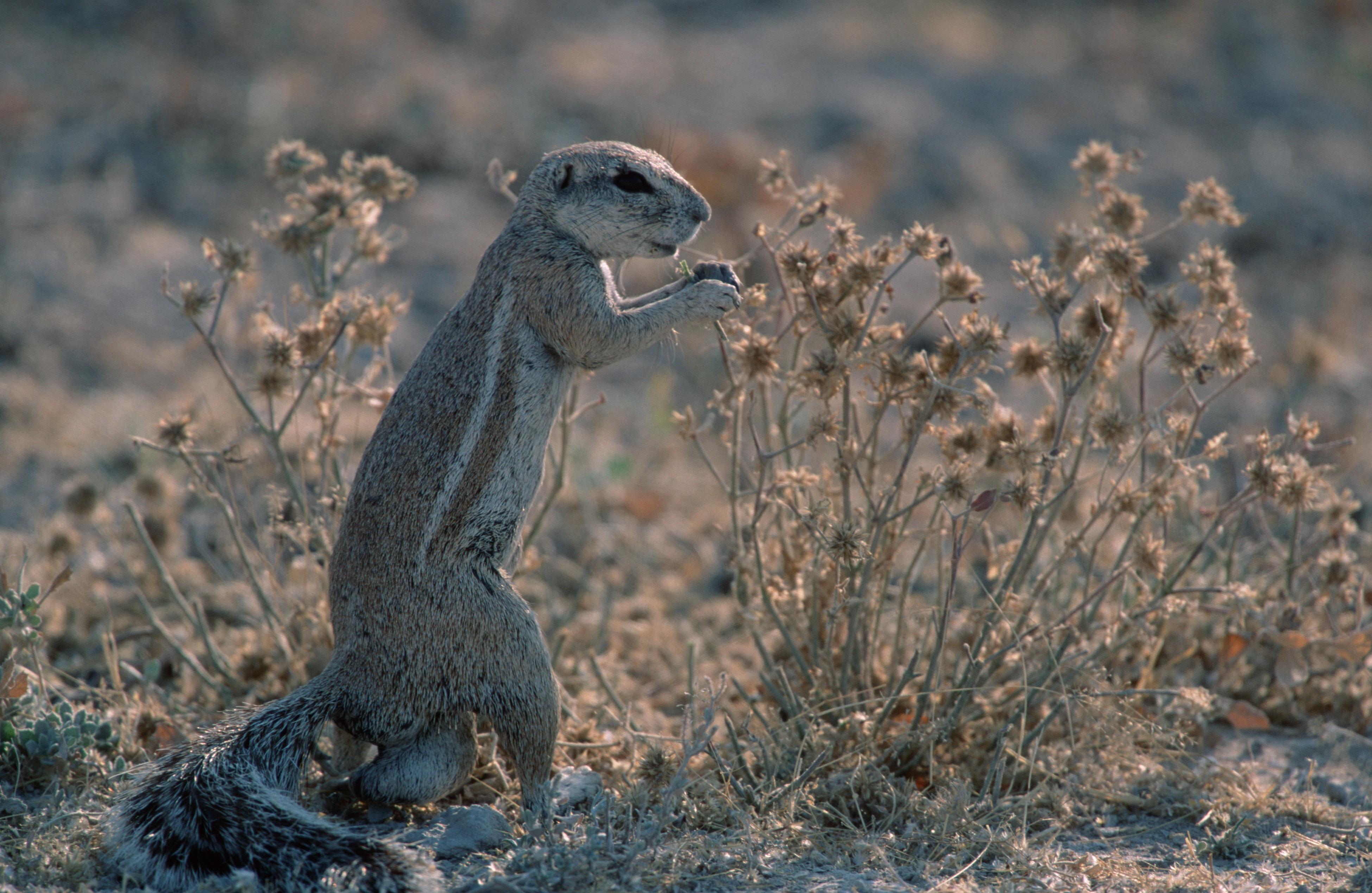 Spermatozoidlar bilan tola ogizdagi bolaklar Kiyimda katta dumba bilan porno