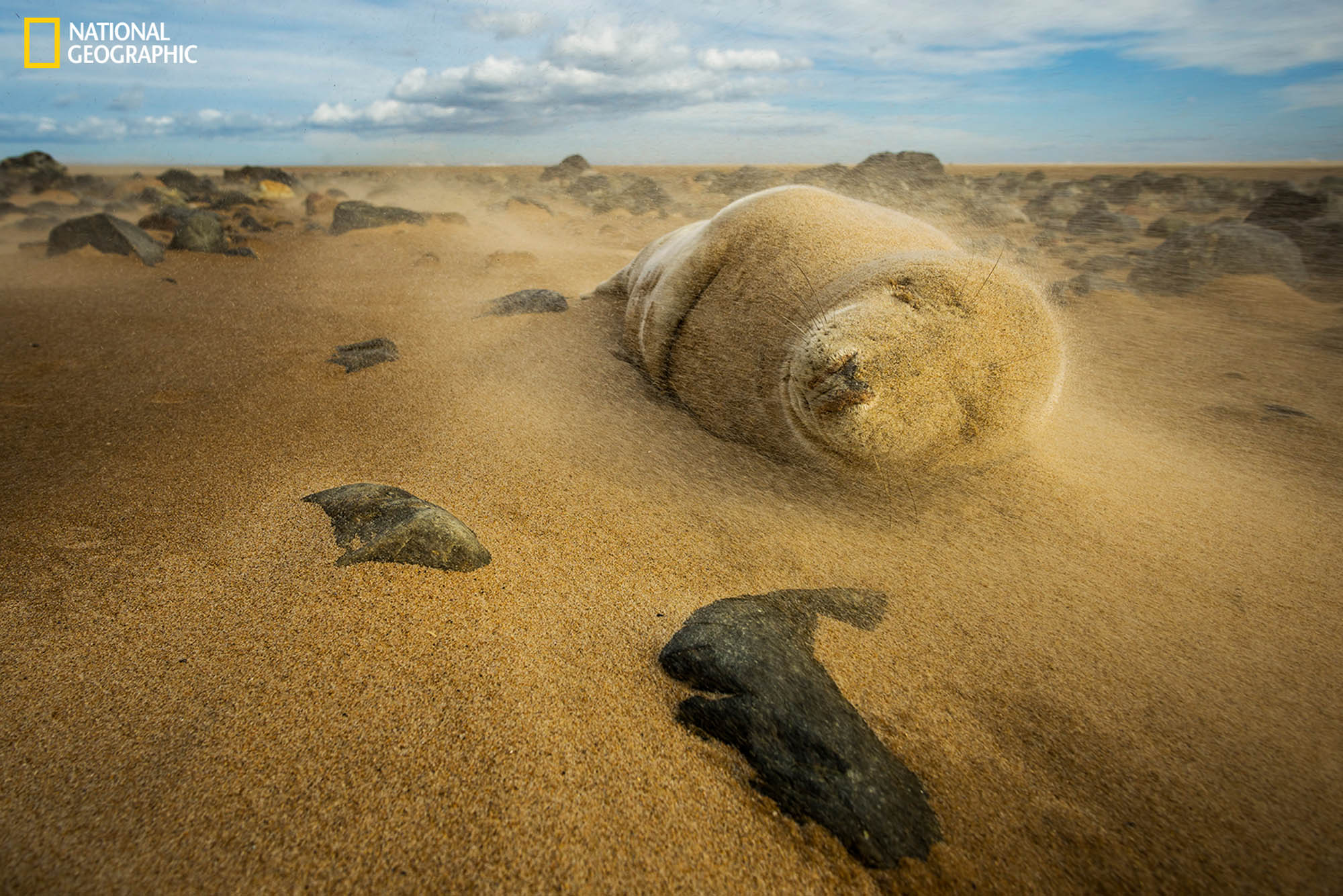 Resultado de imagen para National Geographic