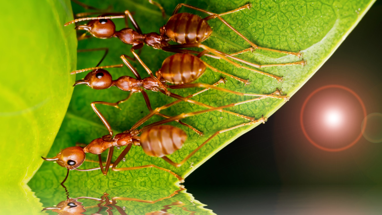 Ez a furmányos parazita hajnalban és napnyugtakor zombivá változtatja a  hangyákat - Blikk
