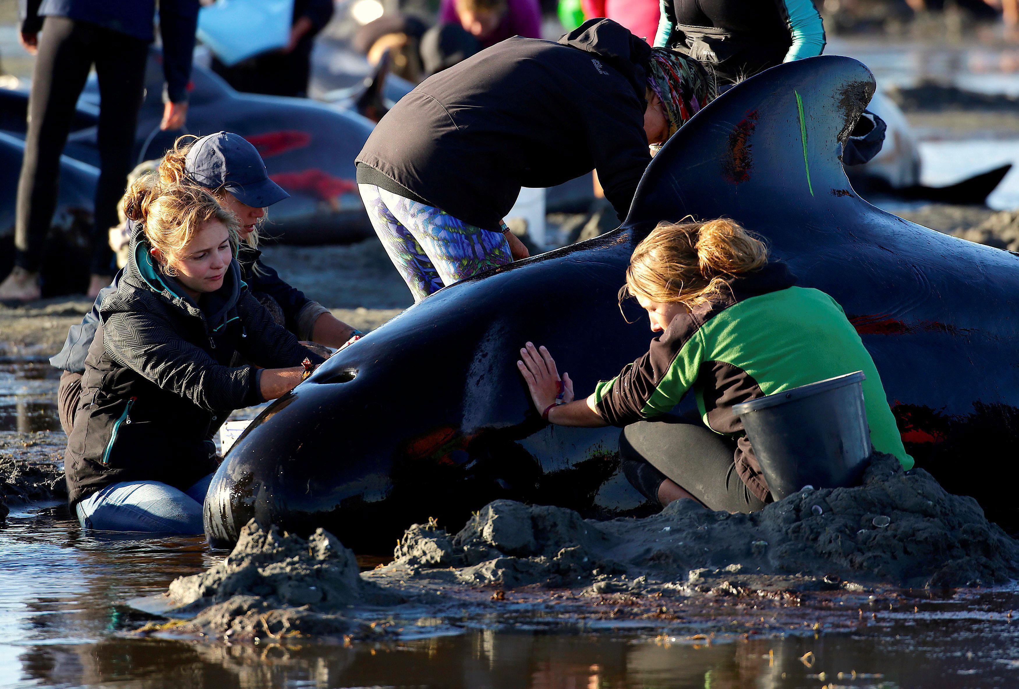 Volunteers attend to some of the hundreds of stranded pilot whales still alive after one of the coun