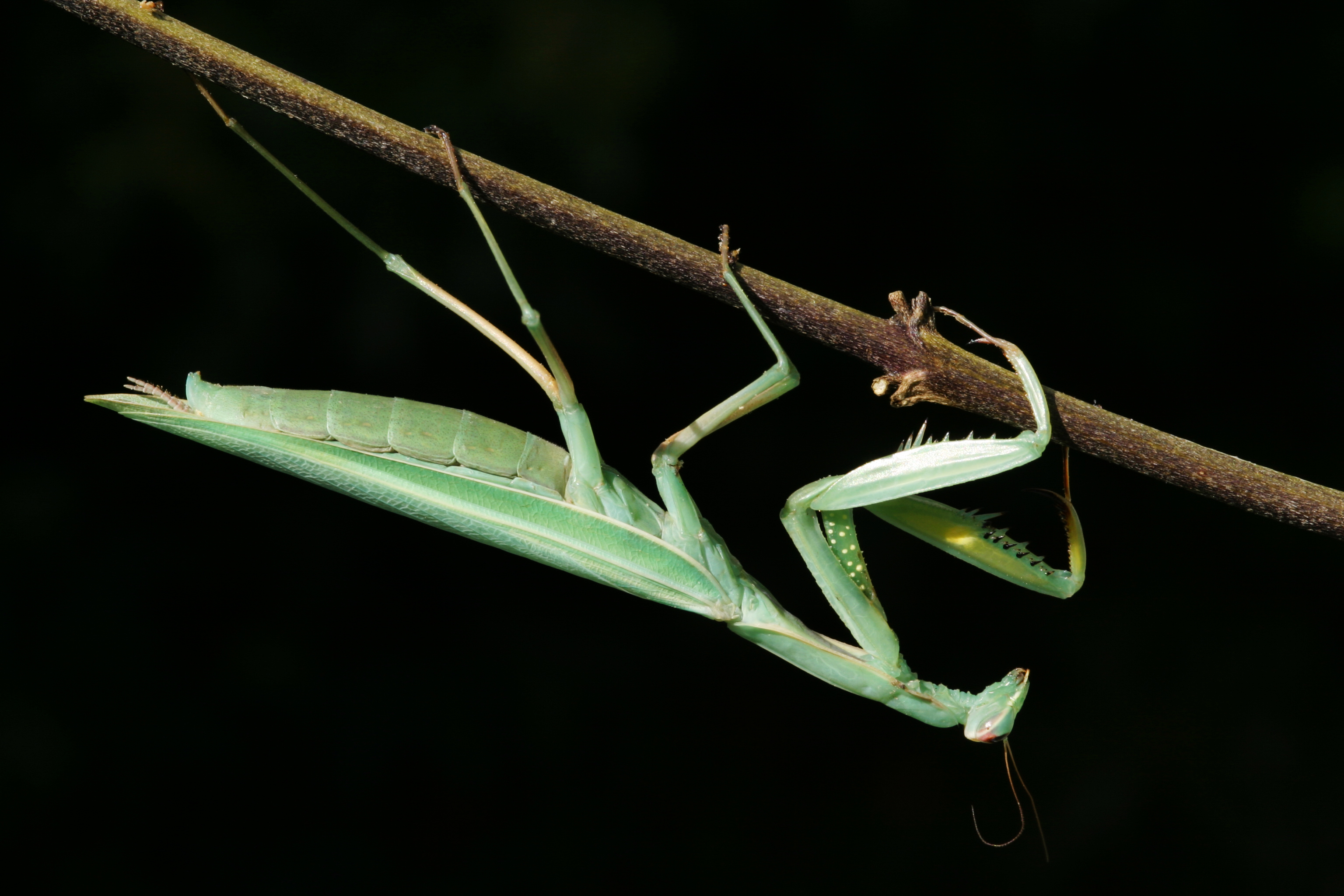 Mi a fene ez? Óriás imádkozó sáskák lepik el Magyarországot: Szegeden az utcán is szemberepülhetnek bárkivel, de Budapesten is látták már