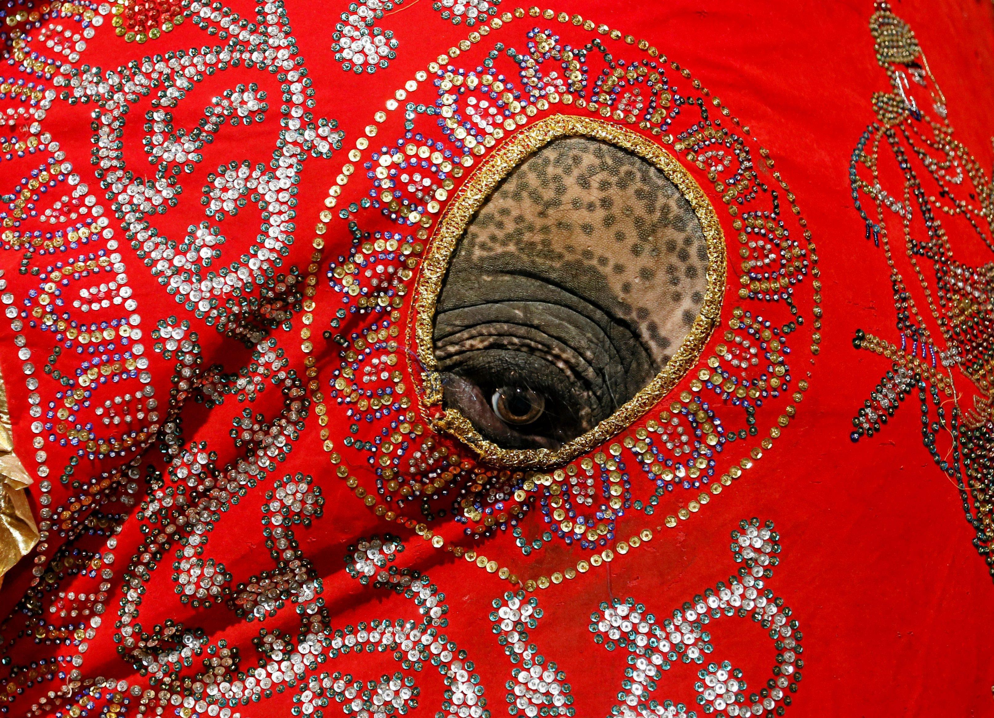 An elephant decorated with a cloth walk during the annual Nawam Perahera (street pageant) in Colombo