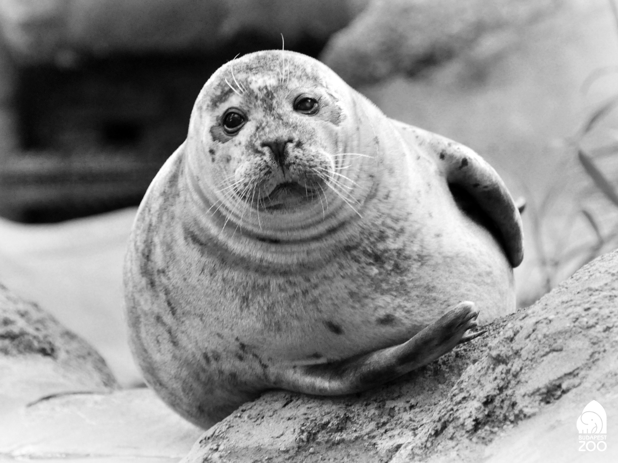 Búcsú Sweentől: elpusztult a főváros fókája – fotók