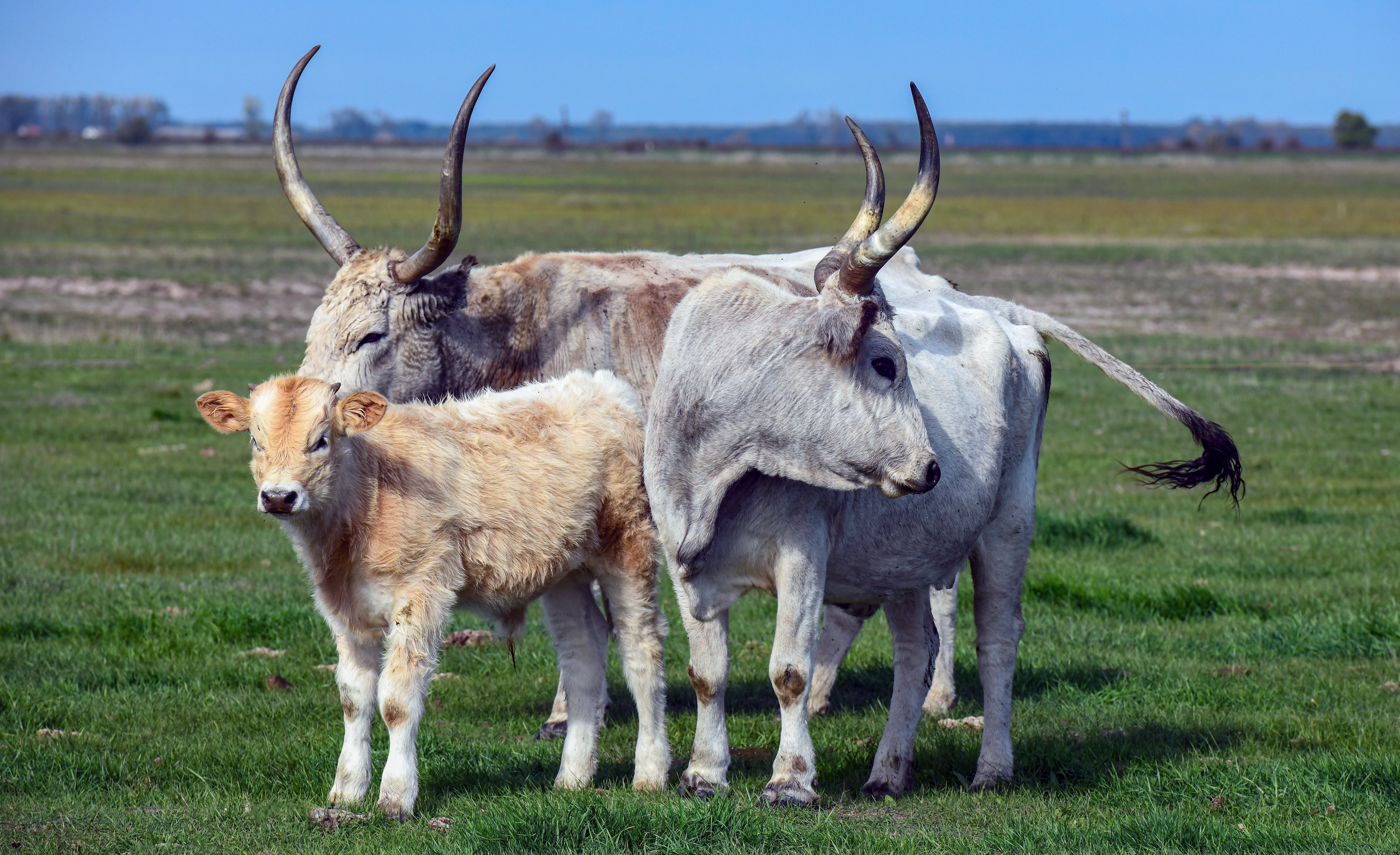 Itt a „tavaszi bébibumm”! Zoltán névre keresztelték az állatkert legfiatalabb üdvöskéjét – fotó