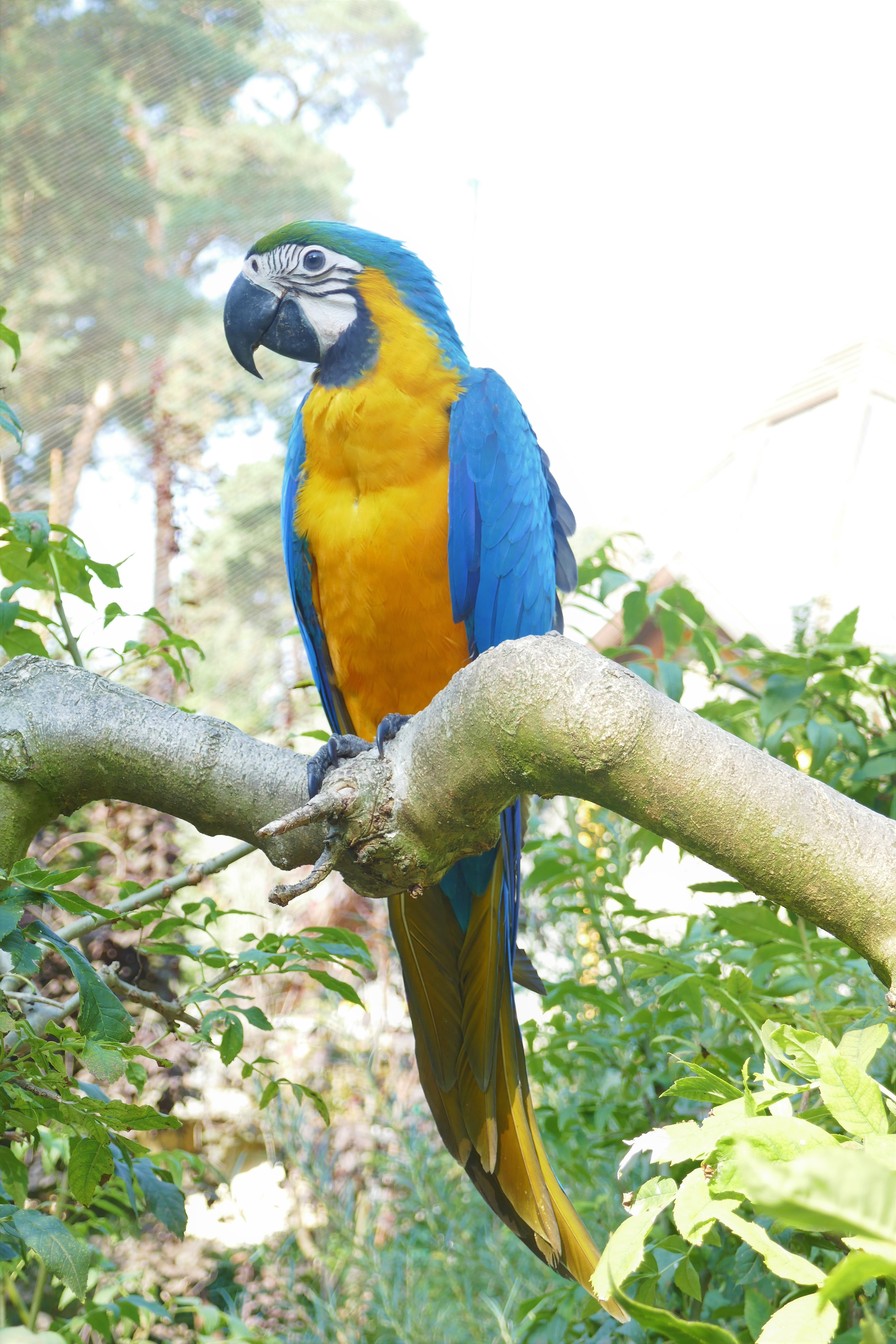 Napi cuki: sárga-kék ara papagájfiókákat mutattak be a debreceni  állatkertben! - Blikk
