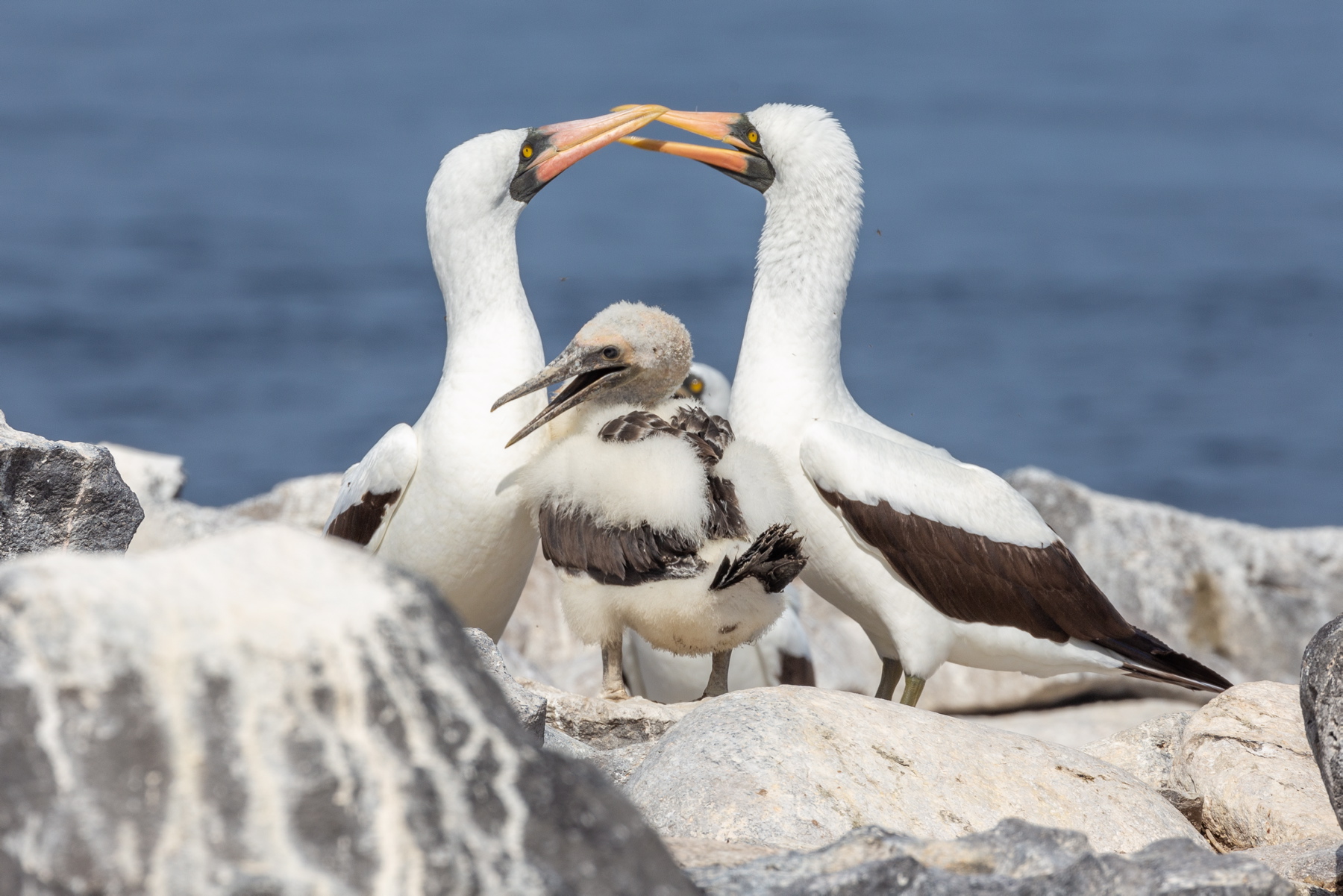 Albatrosy galapagoskie są gatunkiem endemicznym – żyją tylko na jednej wyspie, Españoli. Przylatują tam wiosną z morskich łowów, by złożyć jaja
