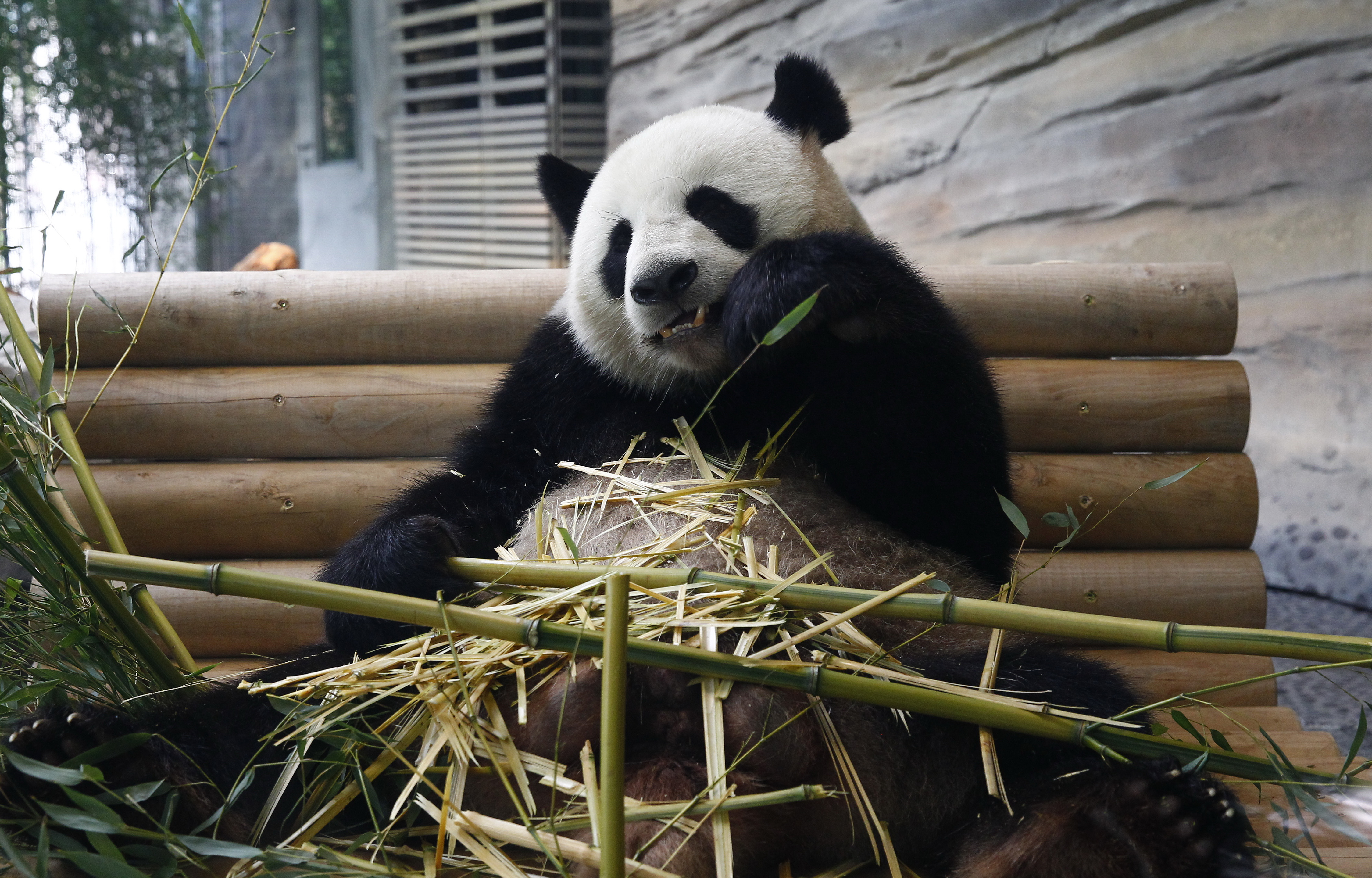 Szép pandák és Angela Merkel - nem akármilyen látogatót kaptak a berlini  állatkert új lakói - Galéria - Blikk