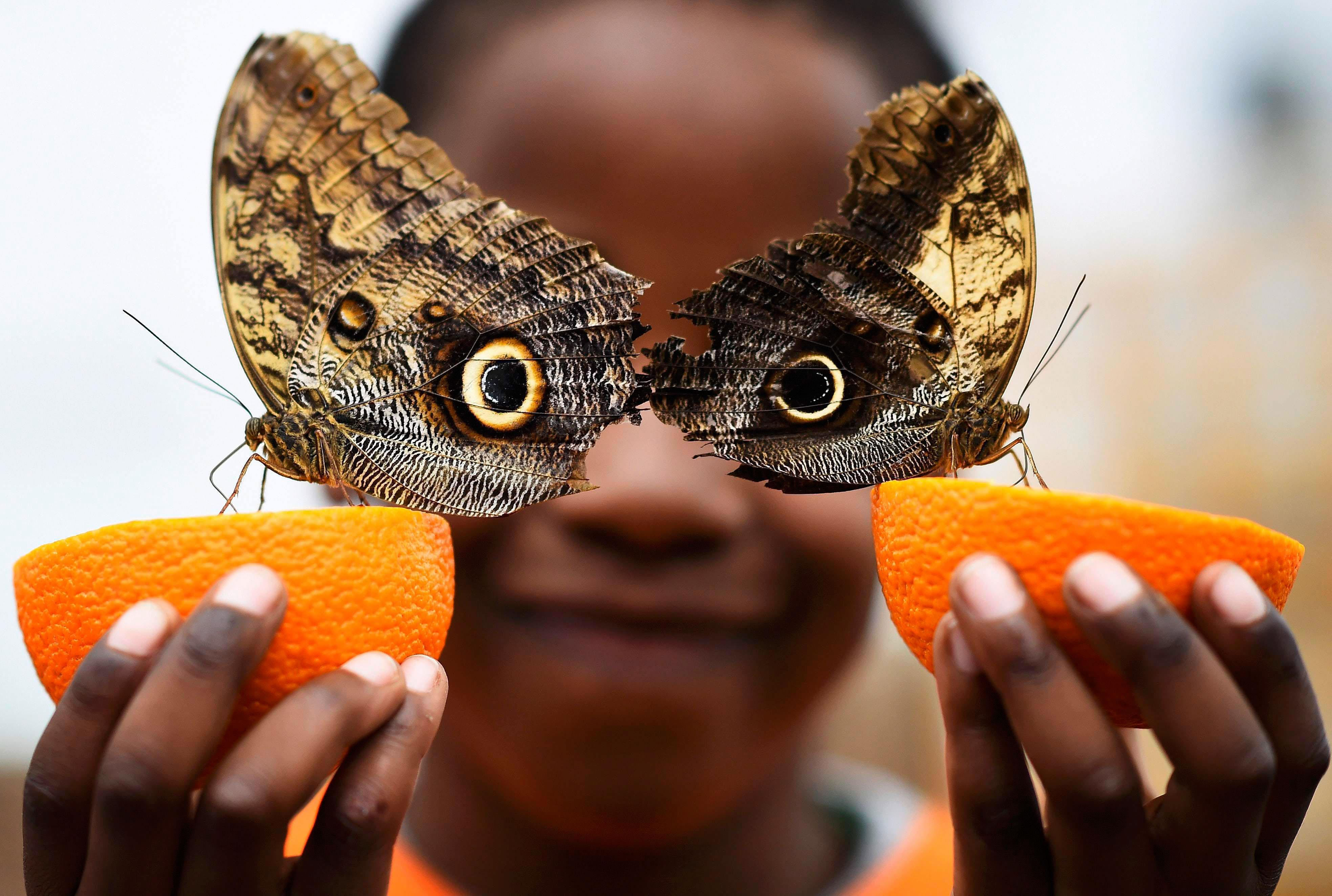 Bjorn, aged 5, smiles as he poses with a Owl butterfly during an event to launch the Sensational But