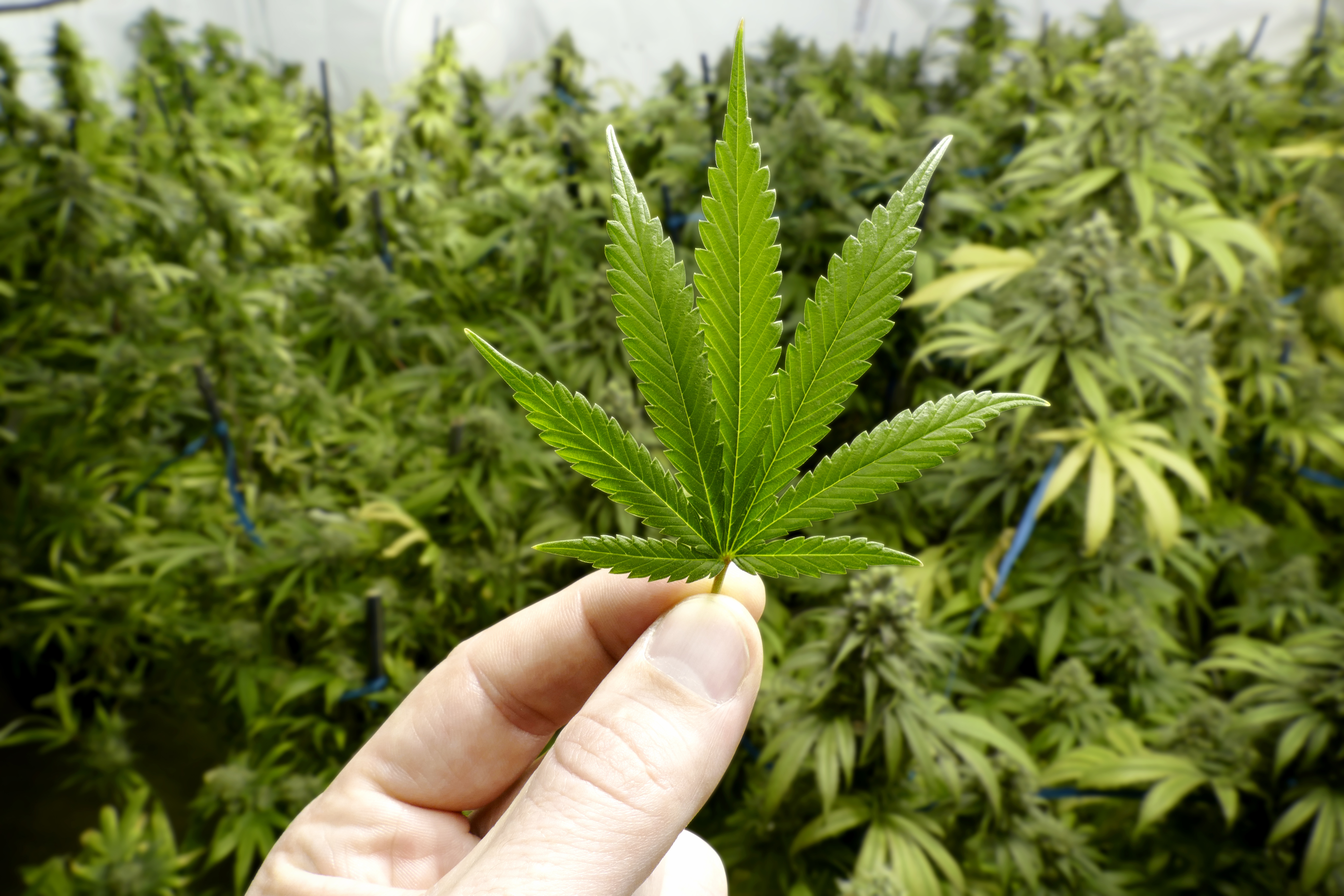 Több mint nyolc kg marihuánát találtak a Csongrád Megyei Rendőrök - Blikk