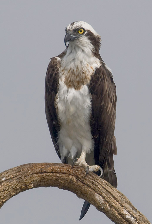 Ospreys average lifespan in the wild is 30 years. (wikipedia)