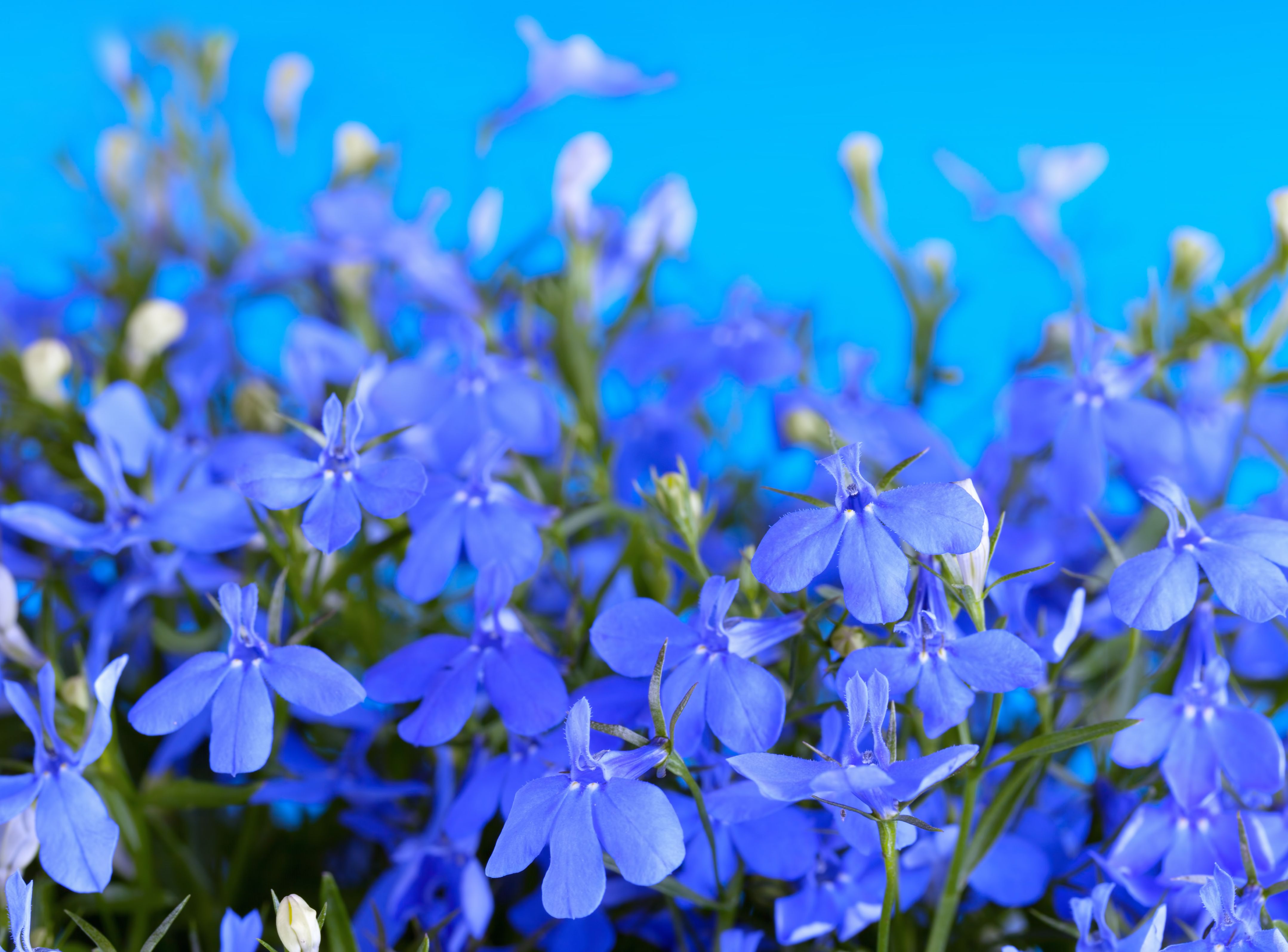 Lobelia (stroiczka rozdęta)