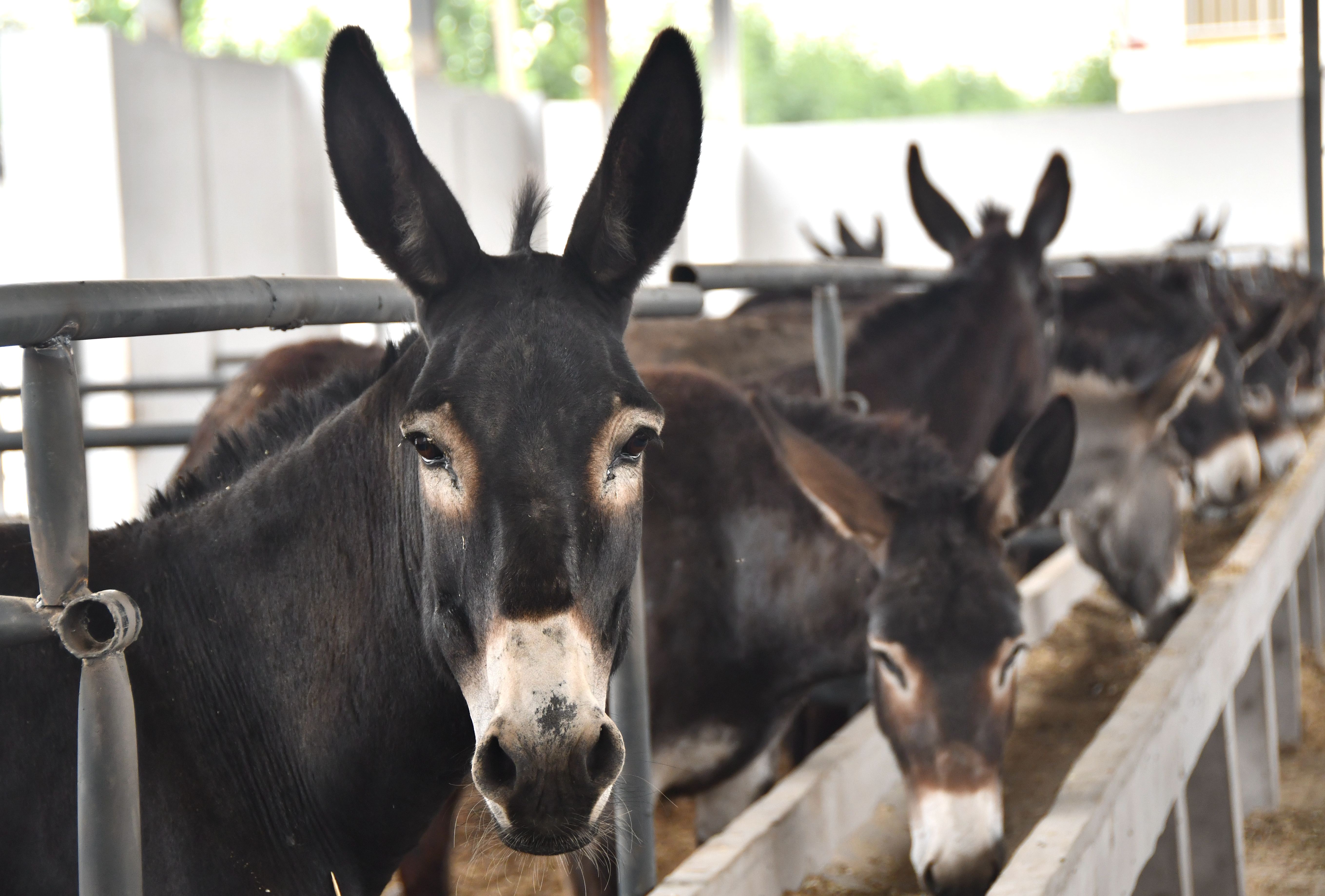 Bestiális: szamárral közösült egy férfi Vámhídpusztán, az állat gazdája rajtakapta „akció” közben