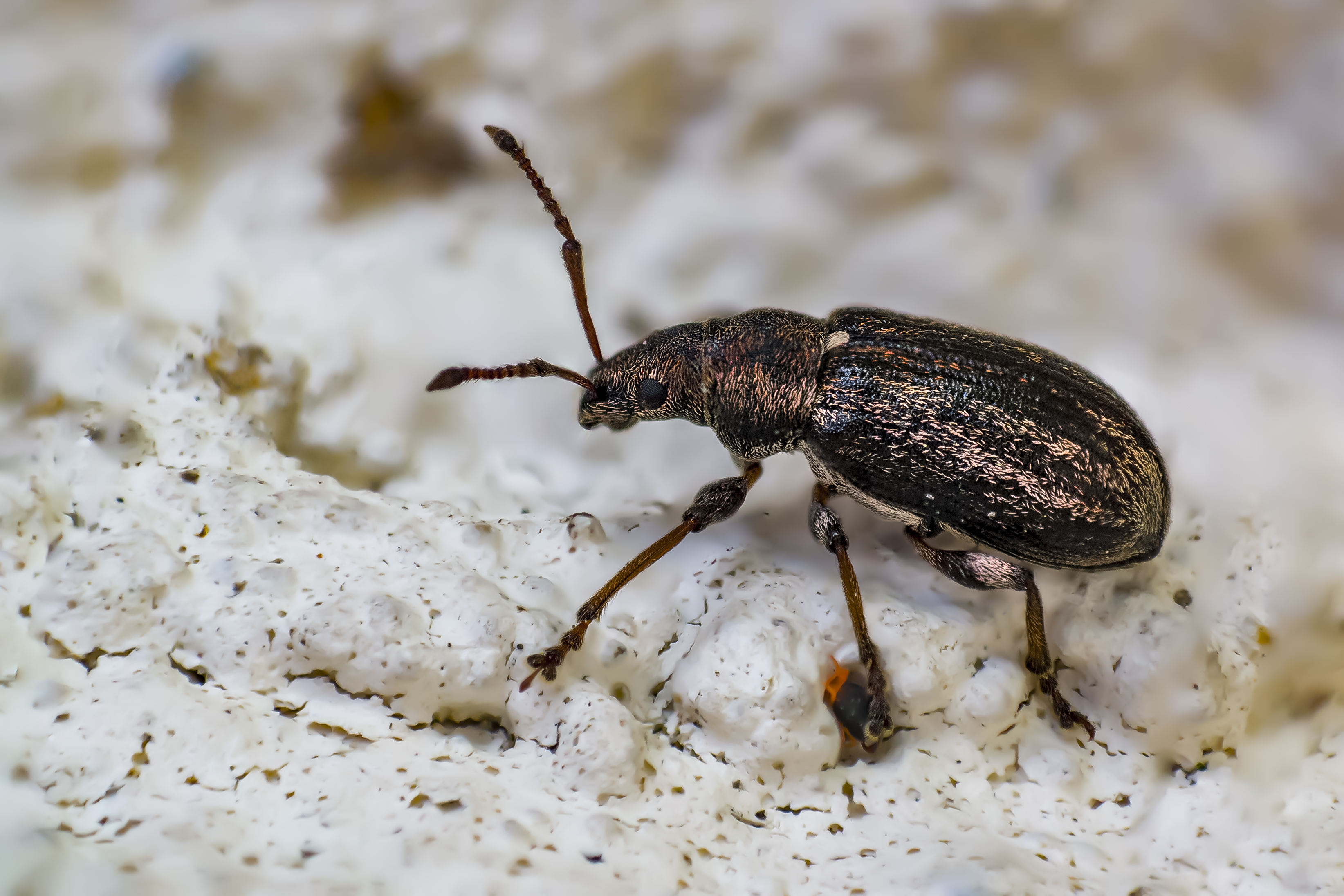 Leváltották a szentgotthárdi pszichiátriai otthon vezetőjét az ágyipoloska-invázió után