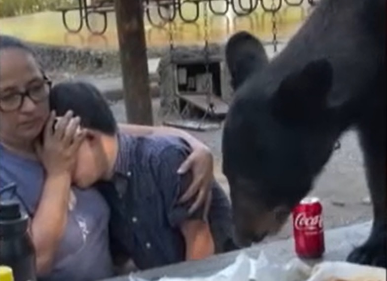 Sokkoló videó: pár centiről, lélegzet-visszafojtva nézték végig, ahogy egy medve felfalja az uzsonnájukat