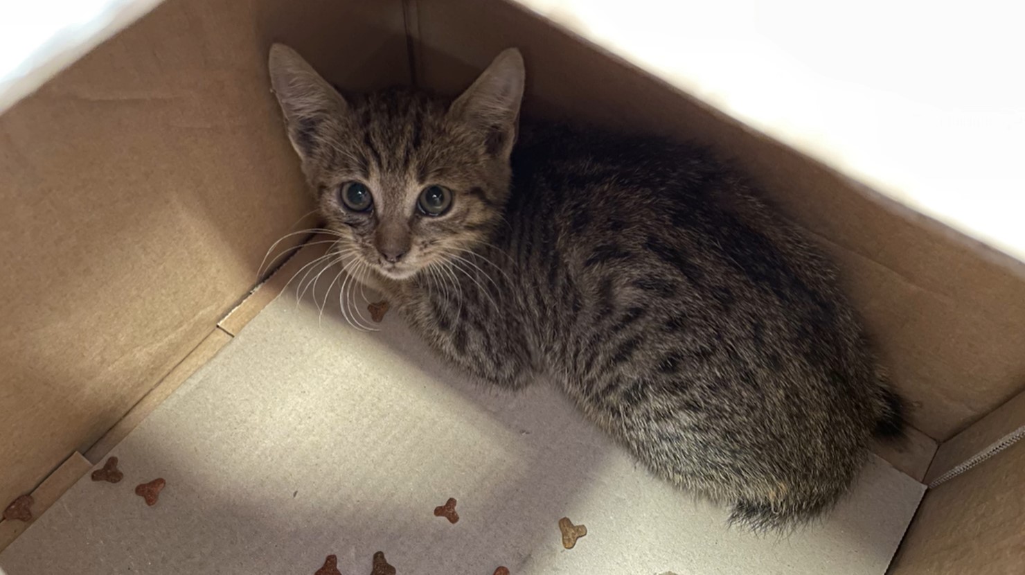 Kétségbeesett kismacskát mentettek meg a kaposvári tűzoltók - videó