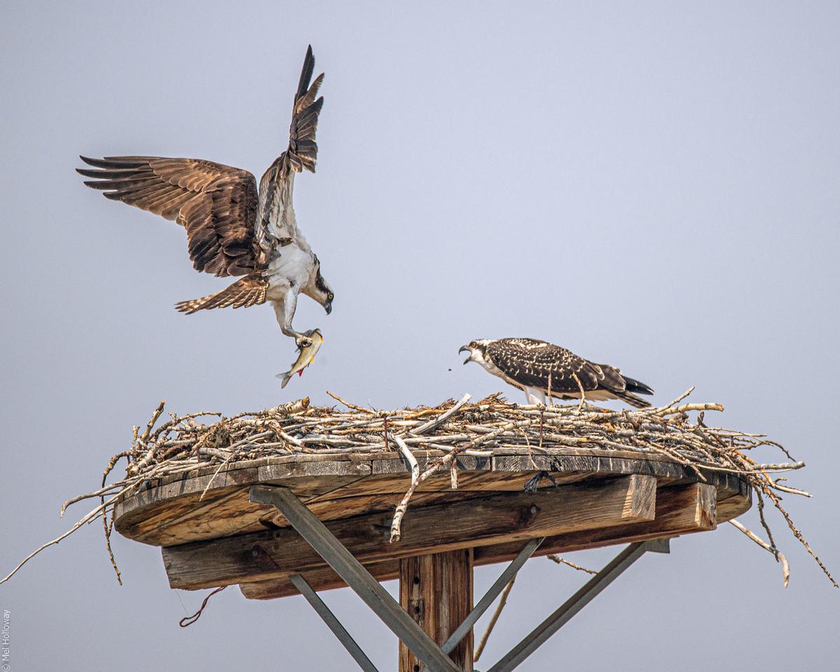 A Osprey lands in a man-made nest. (ravallirepublic)