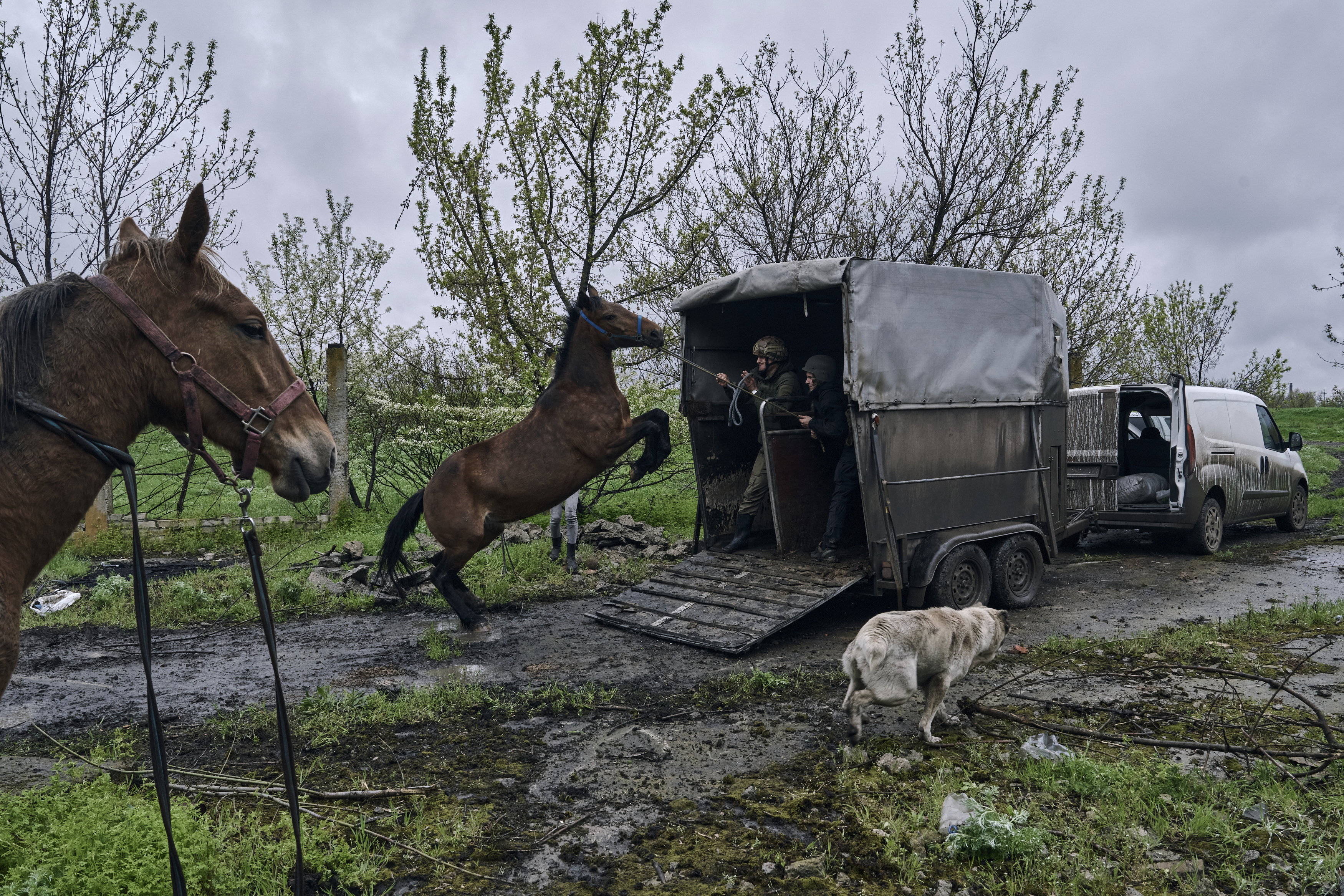 Az orosz hadsereg mellett a kóbor lovak befogásával is megküzdenek az ukrán katonák - Fotókon a nehéz pillanatok