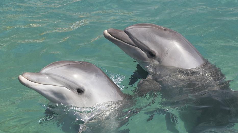 Több mint tucatnyi delfin pusztult el Mauritius partjainál - Delfinek látványa