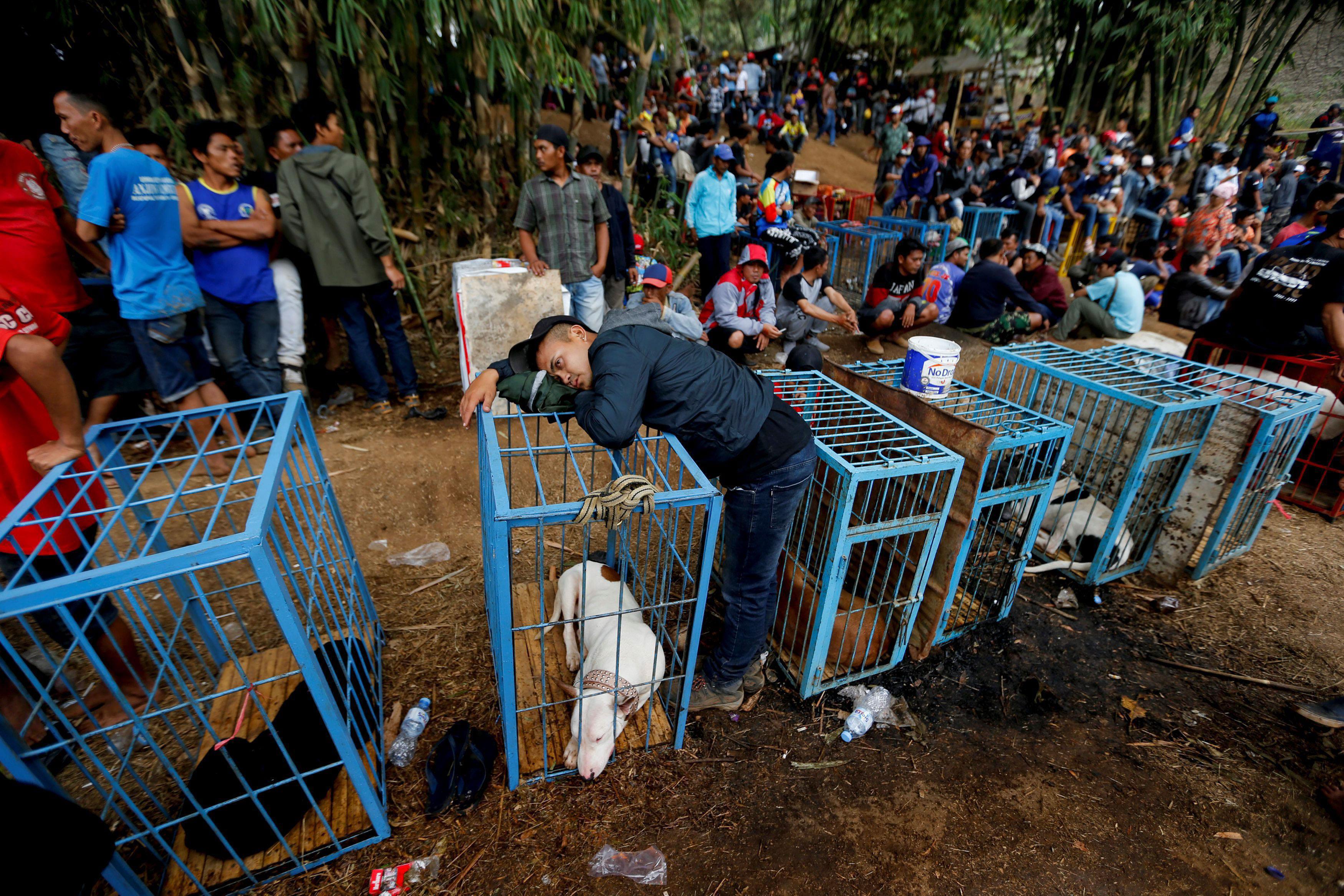 The Wider Image: Indonesian villages pit wild boars against dogs