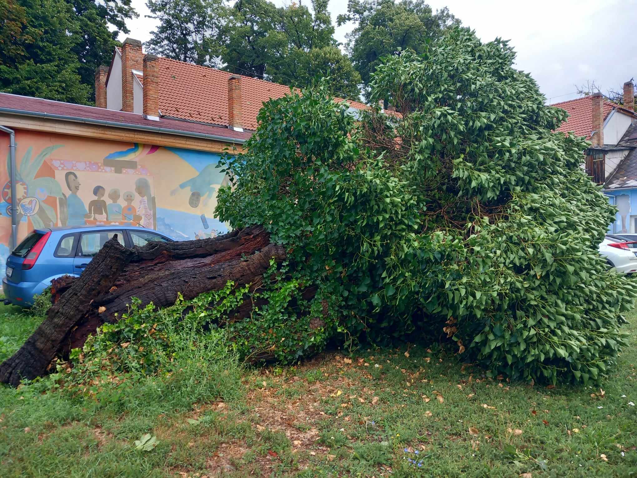 Saját emléktáblájára dőlt rá: a vihar végleg tönkretette a pécsi ezeréves gesztenyefát