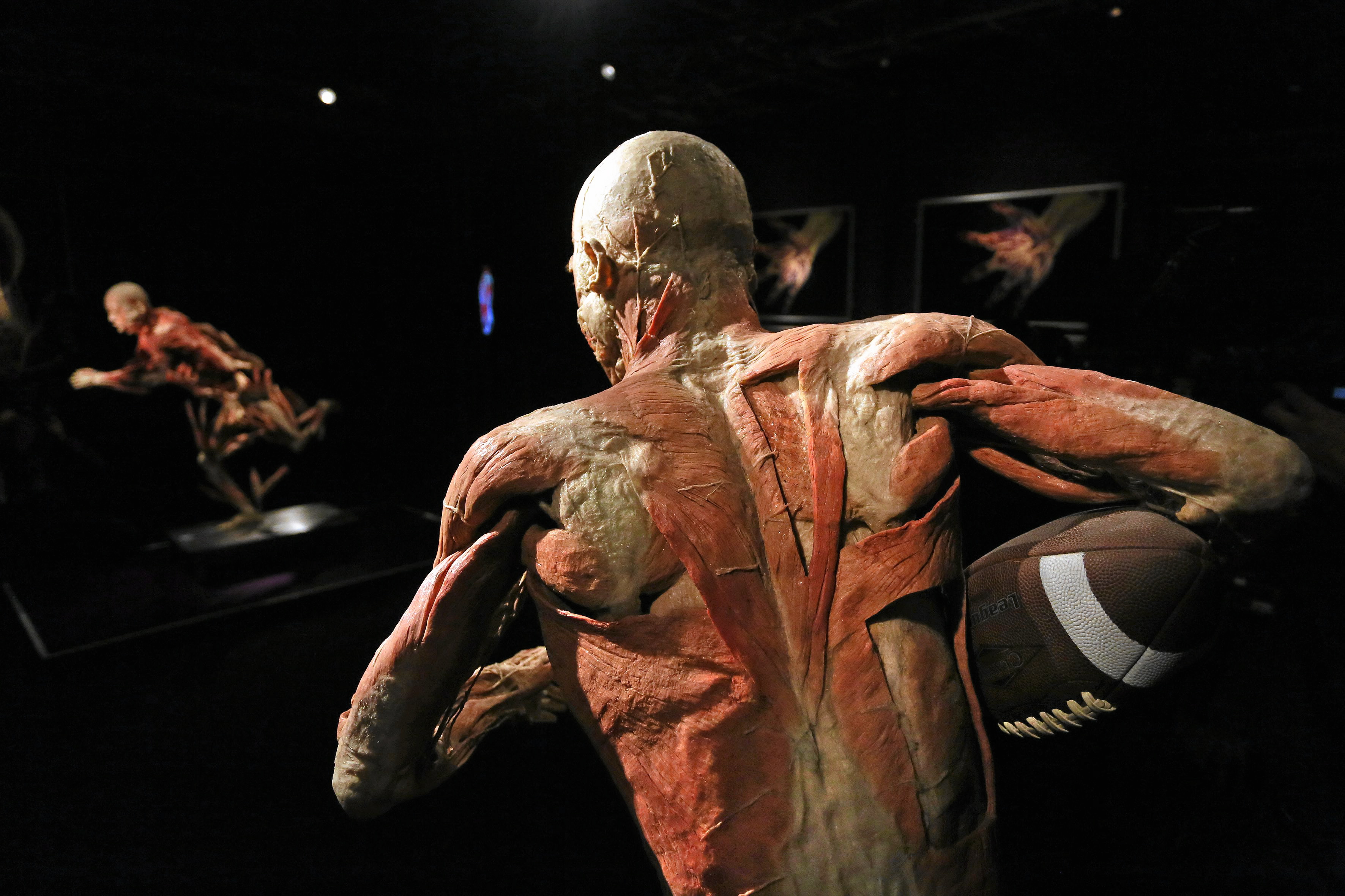 The Human Body
