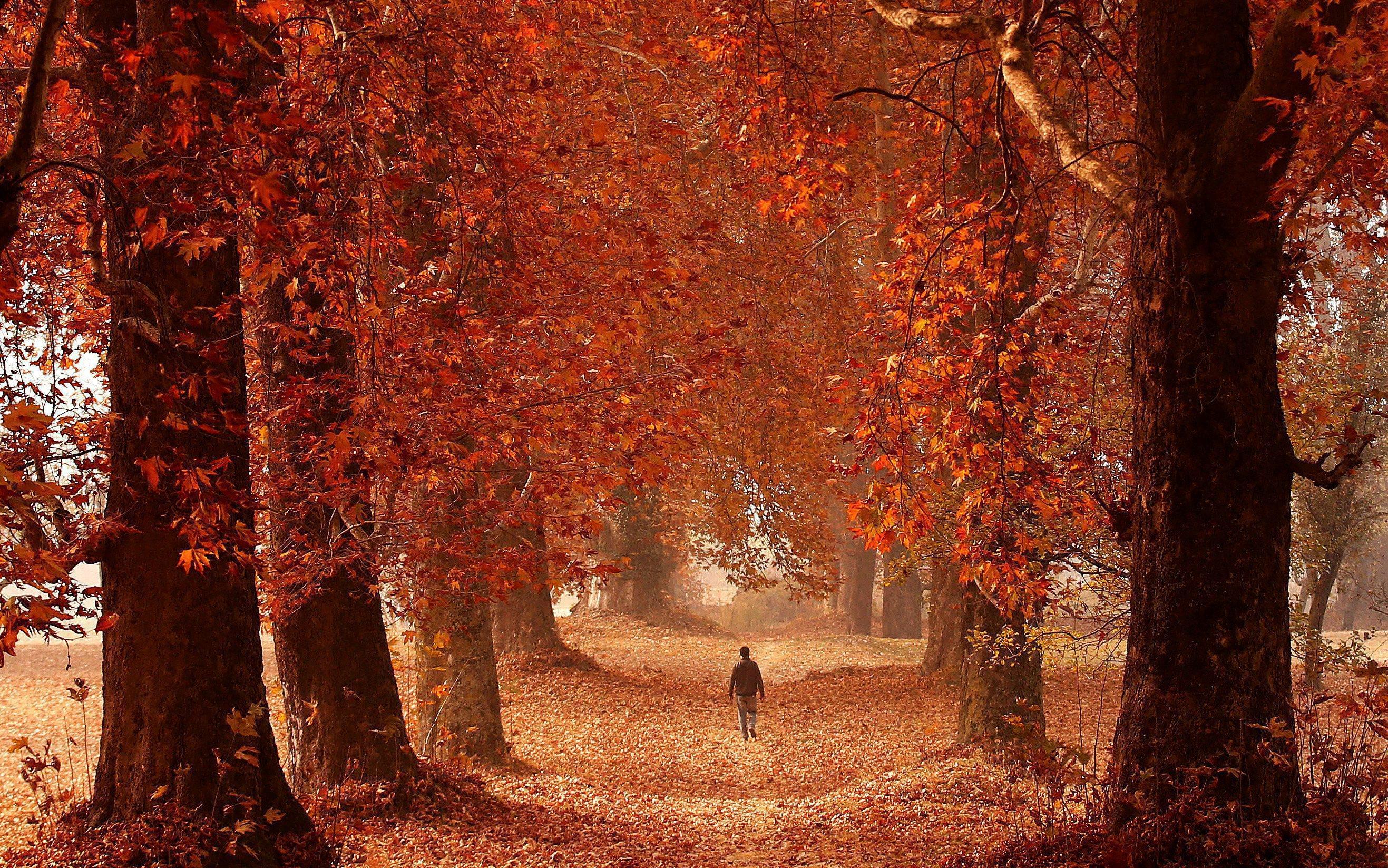 A man walks through a garden on an autumn day in Srinagar