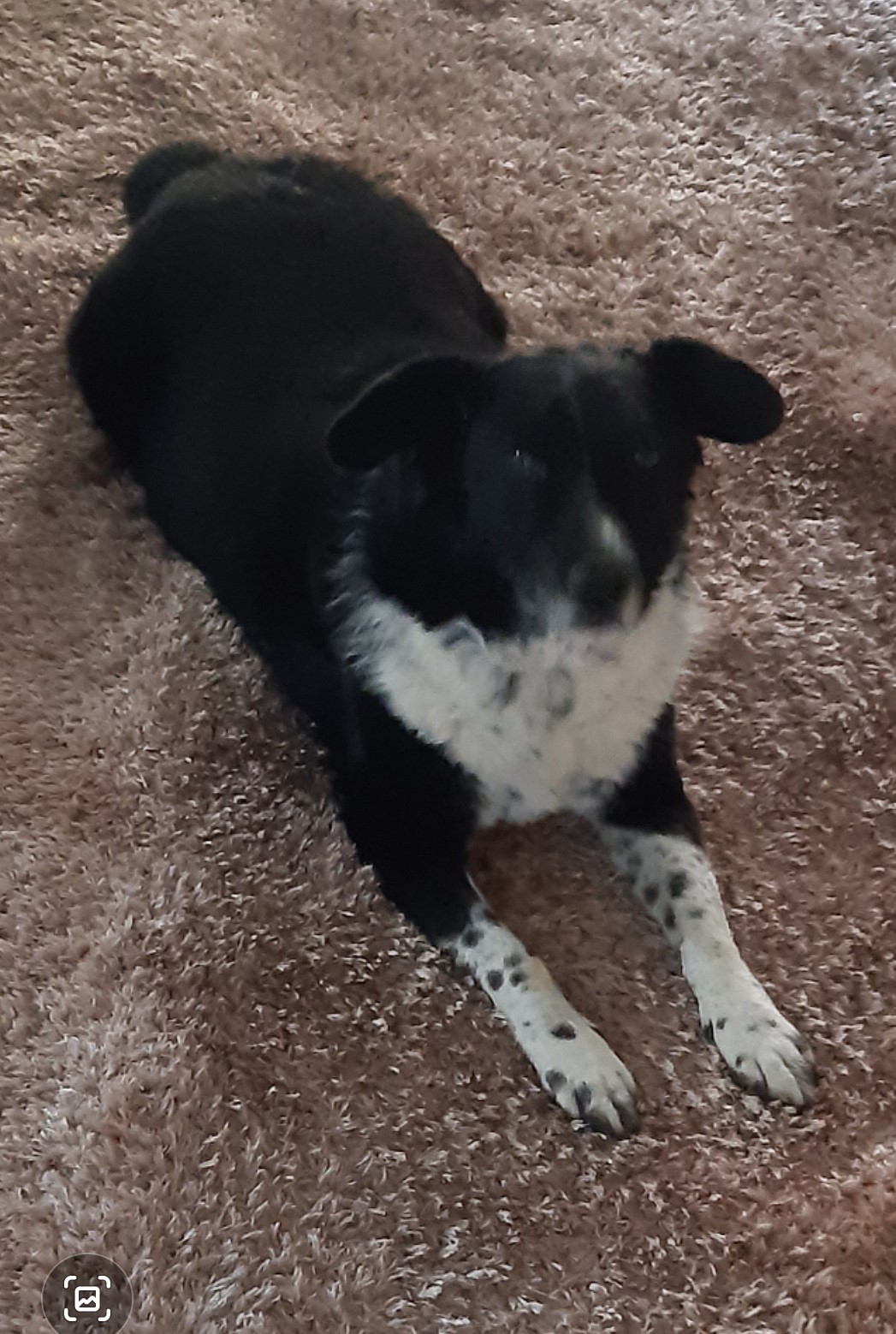 Buksi halála miatt indulhat el az állati műhiba-per