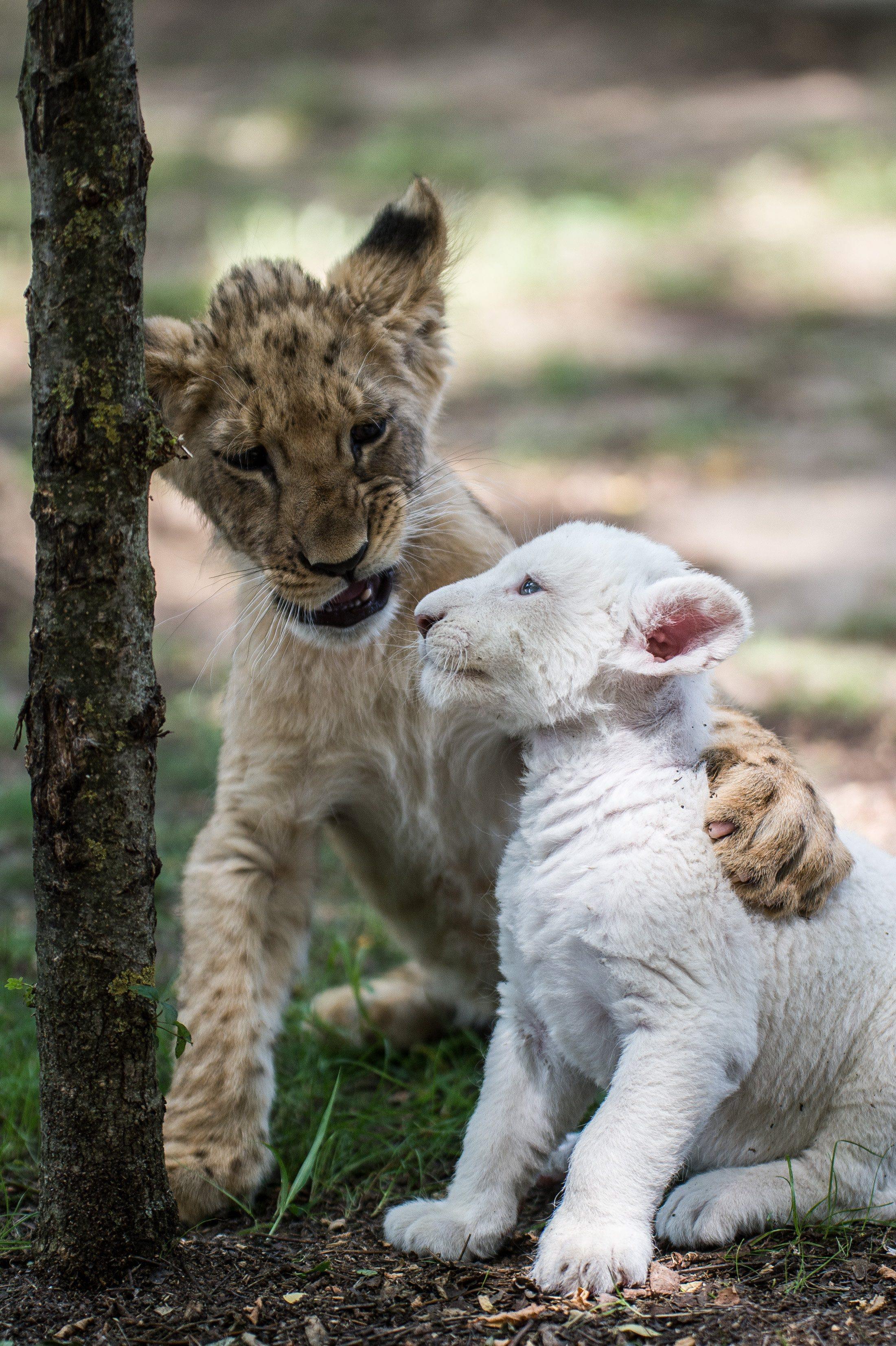 Four-week-old female white lion cub