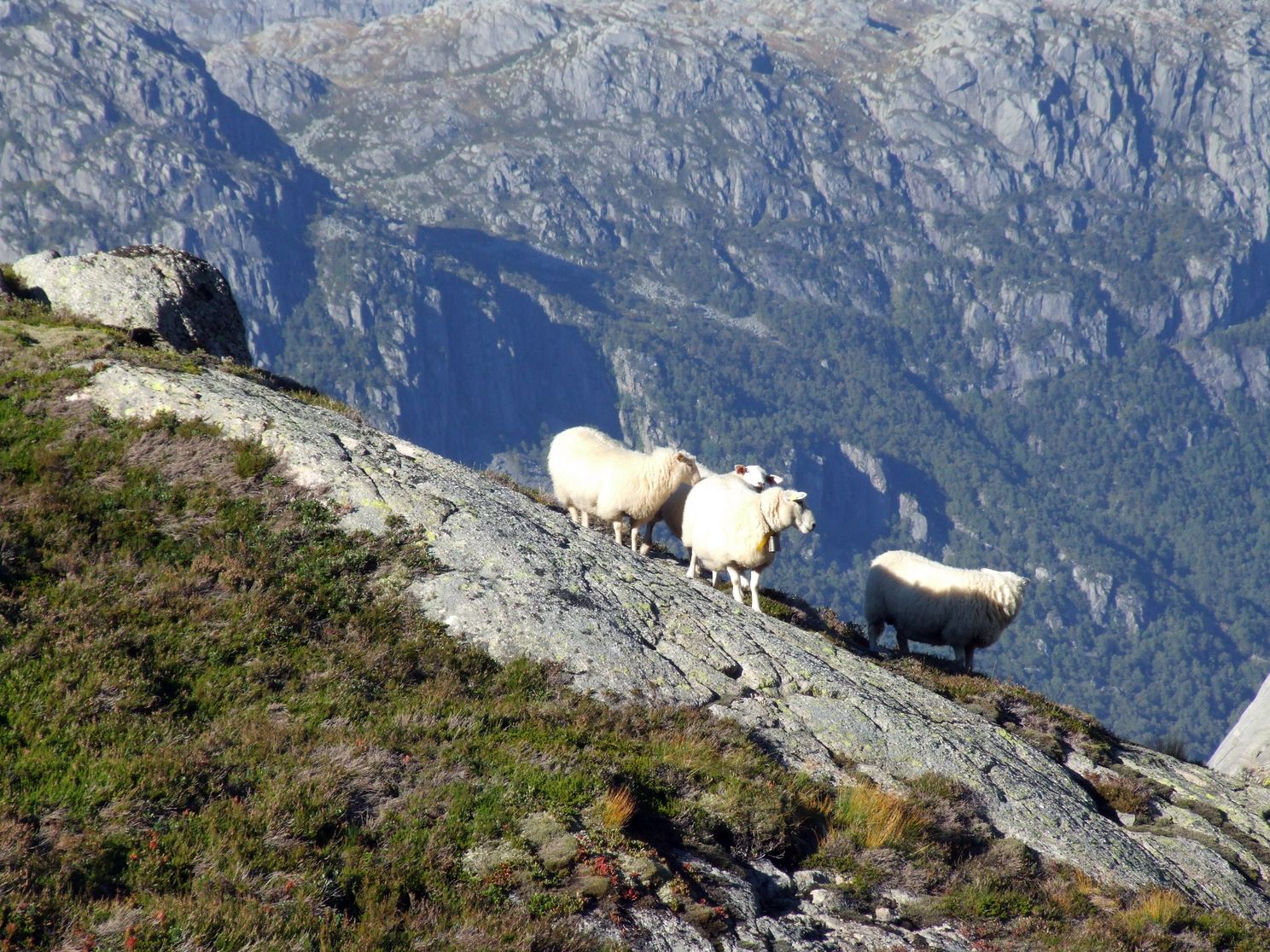 Norwegia