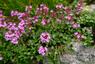 3. Tymianek pospolity (Thymus vulgaris, zwany również macierzanką