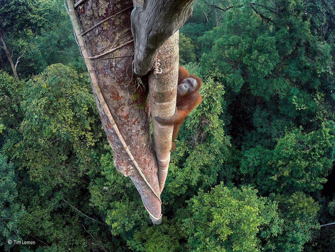 Tę fotografię wykonał Tim Laman z USA. Udało mu się w niecodzienny sposób uchwycić orangutana wspinającego się na wysokie drzewo w parku narodowym Gunung Palung na Borneo...