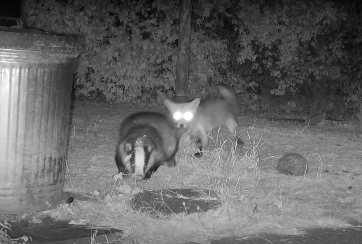 Ilyet is ritkán látni: kaján veszett össze a róka a borzzal - videó