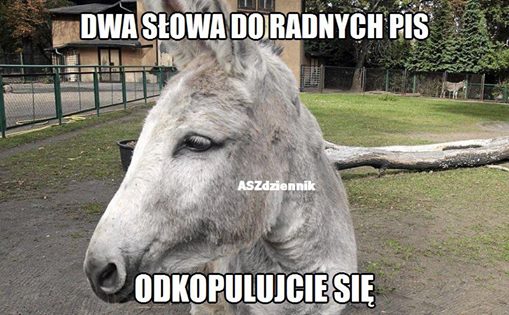 mem / ASZ dziennik