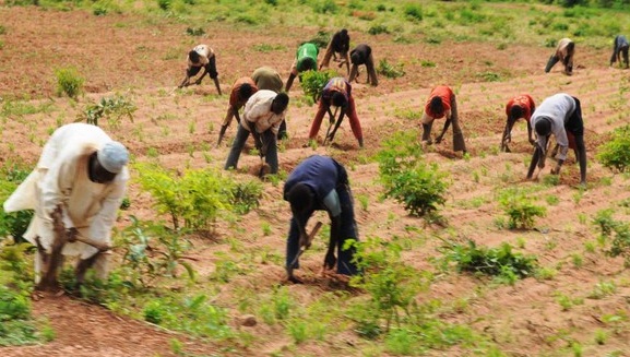 600 farmers to benefit from FG&#39;s potato value chain programme in Niger |  Pulse Nigeria