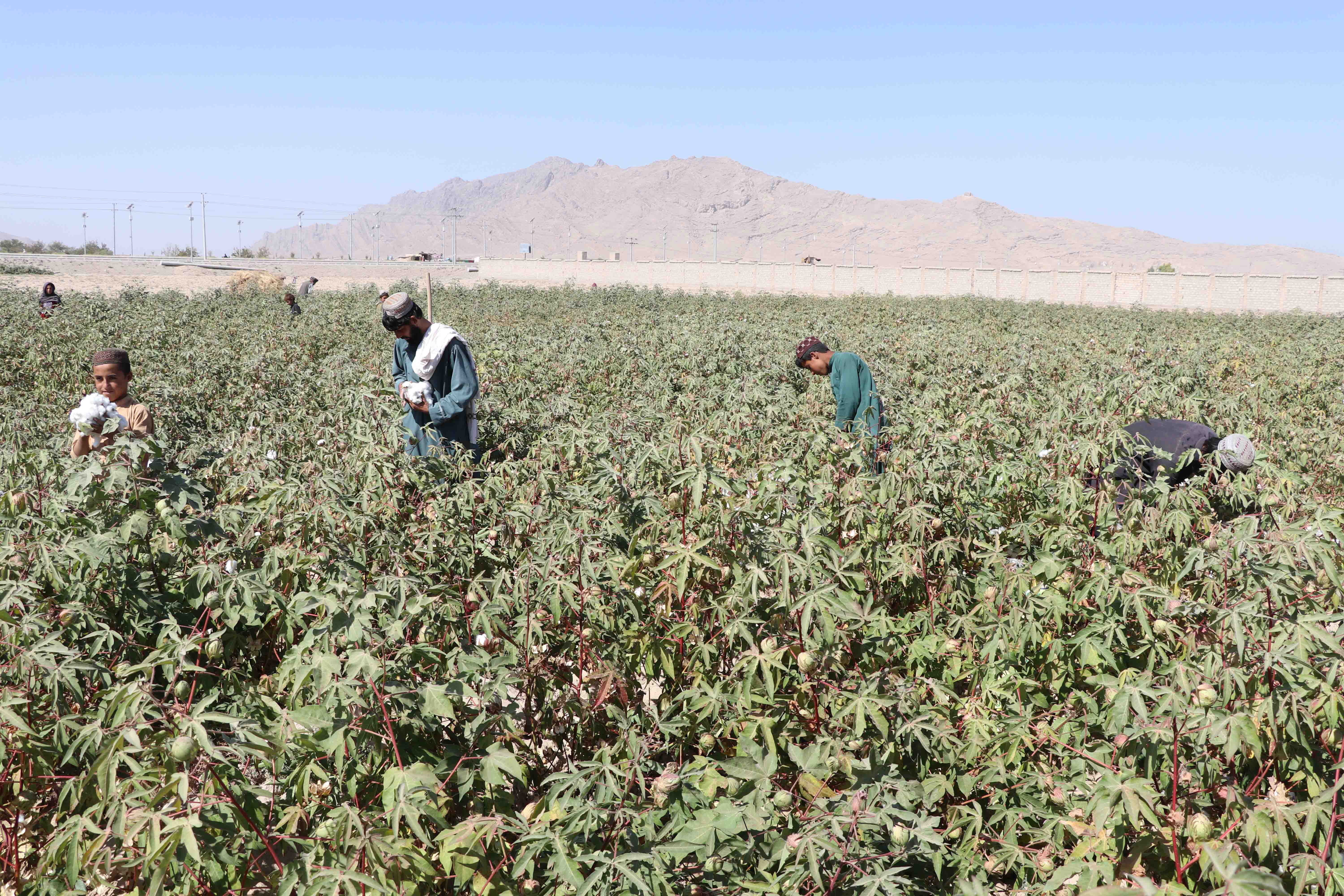 Türkmenisztánban a kormány kényszermunkára küldte a közalkalmazottakat: orvosok, tanárok kézzel szedik a gyapotot