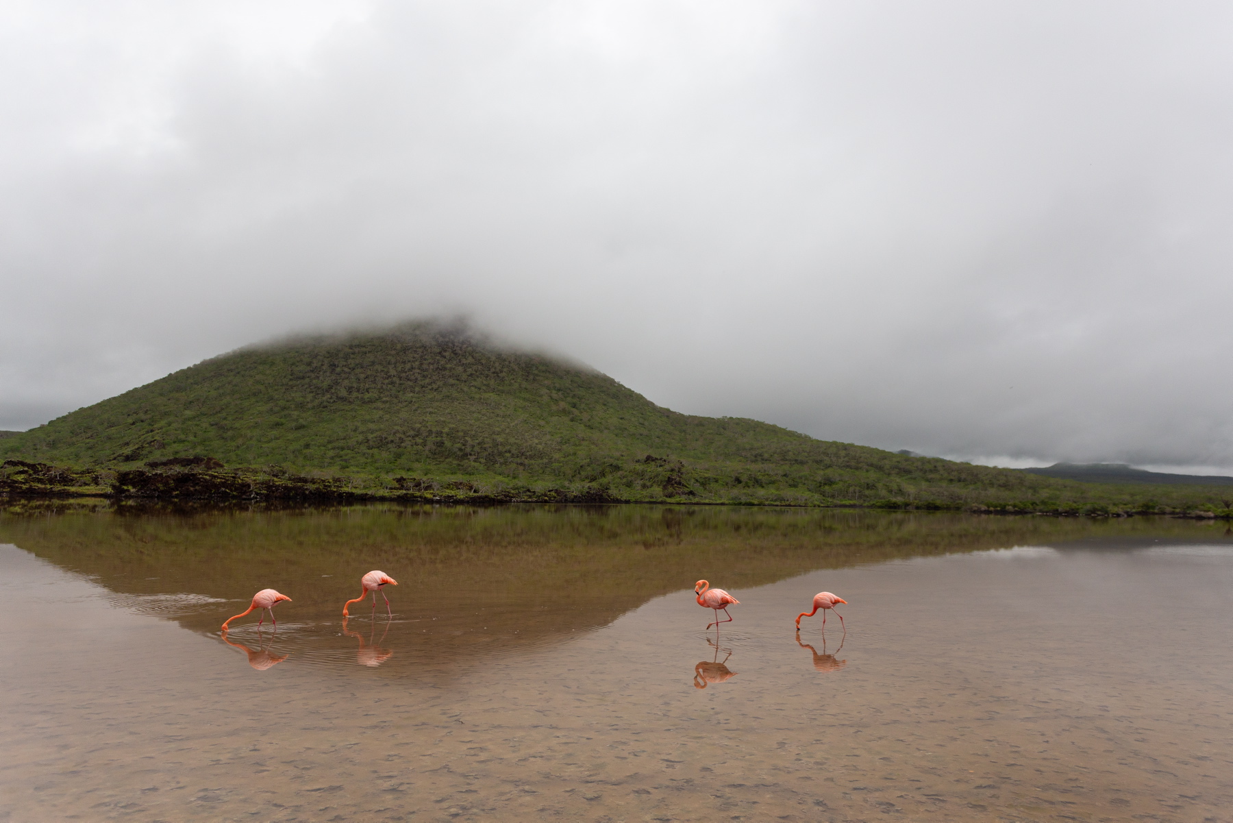 Flamingi z Floreany wyglądają tak, jakby ktoś pomalował im pióra fluorescencyjną farbą