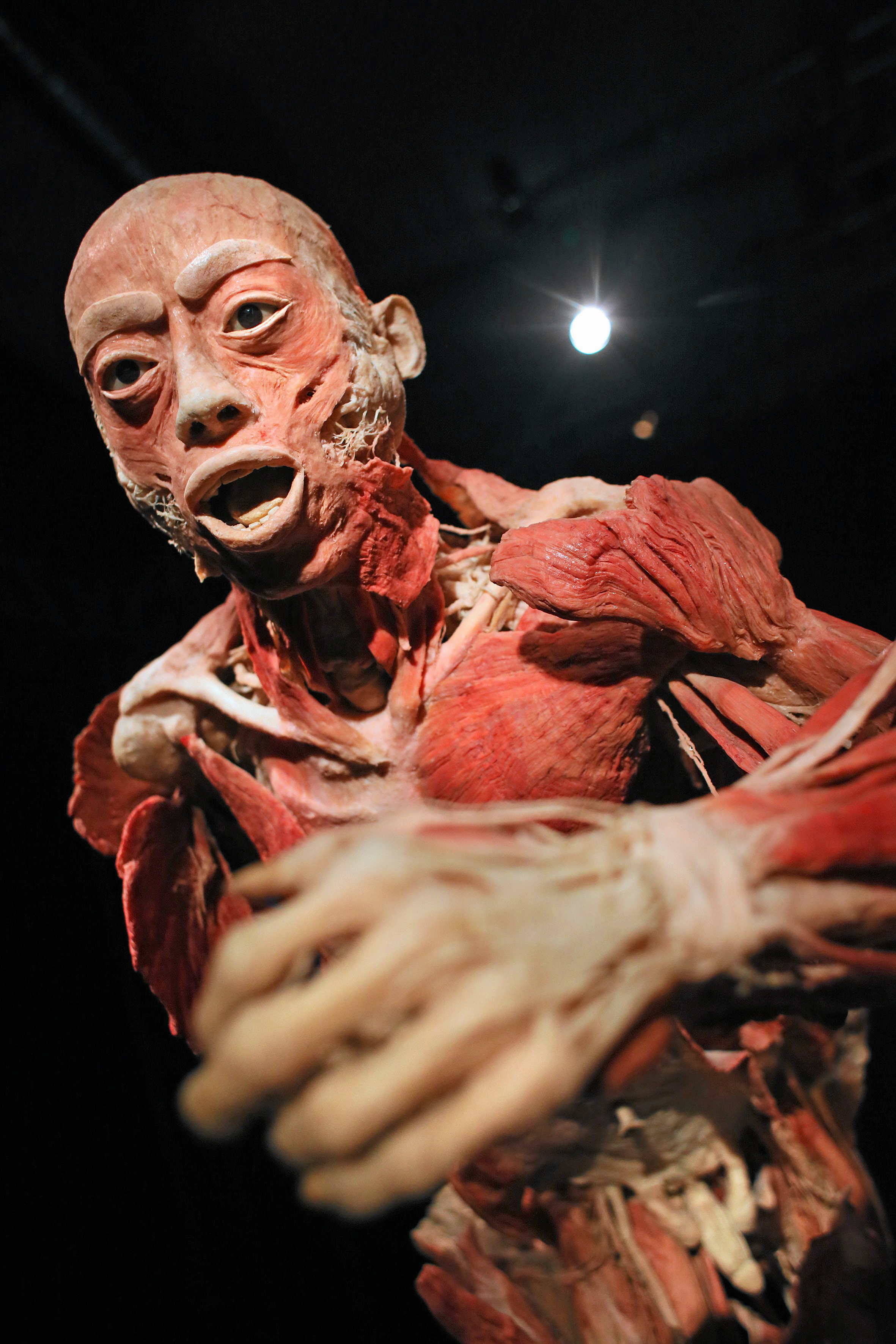 The Human Body