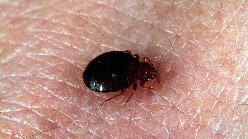 Free Bed Bug Pictures: Photos of Bed Bugs