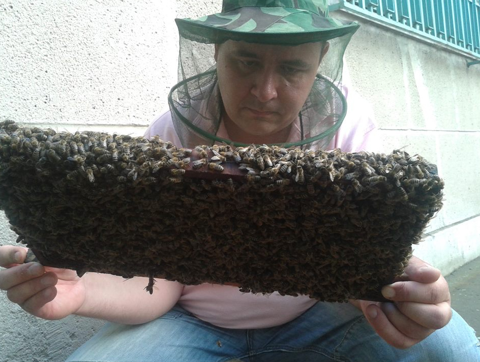 Horror Pest vármegyében: negyvenezer darázs törte át a hálószoba plafonját