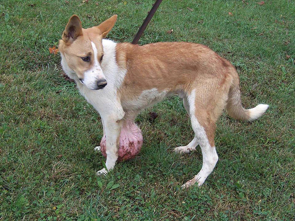 Szívszorító: hasán csüngő hatalmas tumorral kell együtt élnie ennek a  kutyusnak - fotók - Blikk
