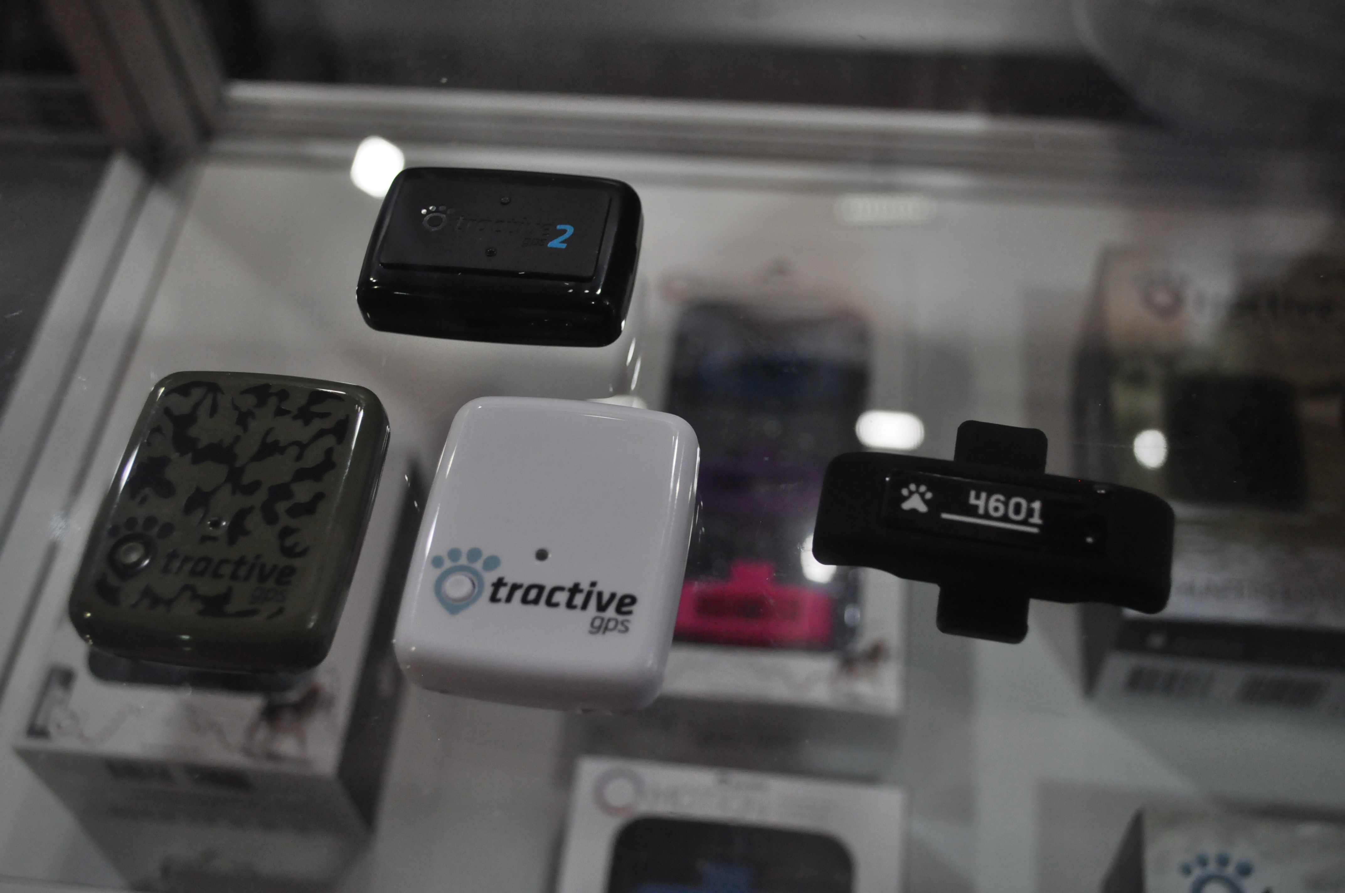 Wearables dla zwierząt
