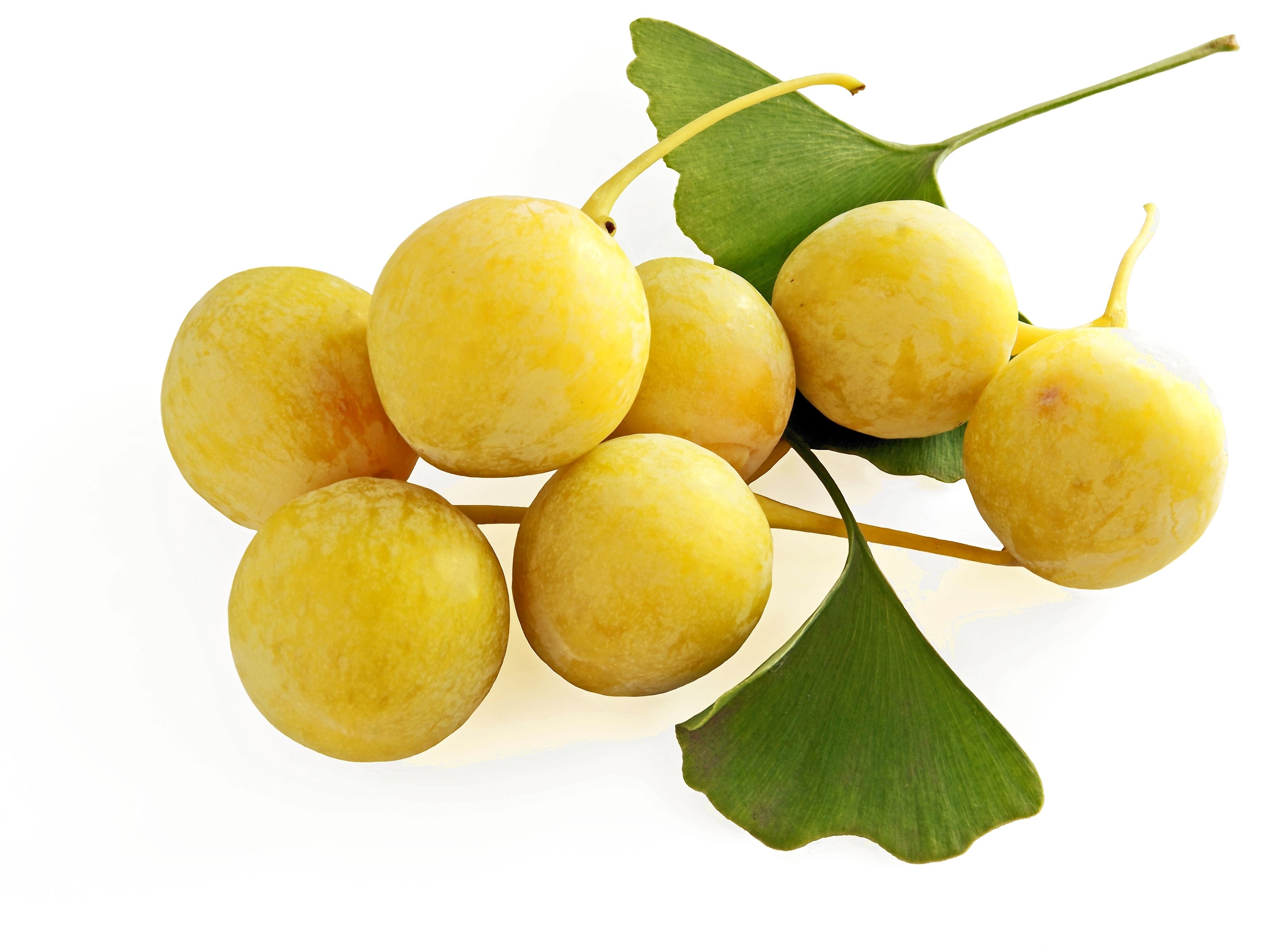 Miłorząb japoński (ginko biloba)
