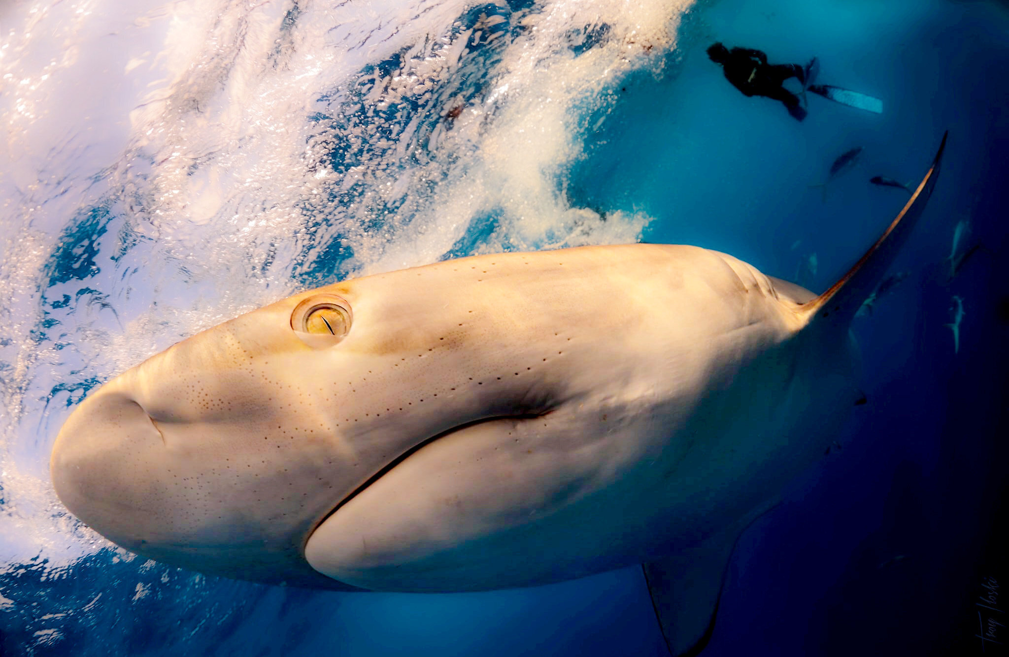 Kalapáccsal végzett ki egy védett cápát ez a horgász: videón a megrázó jelenet