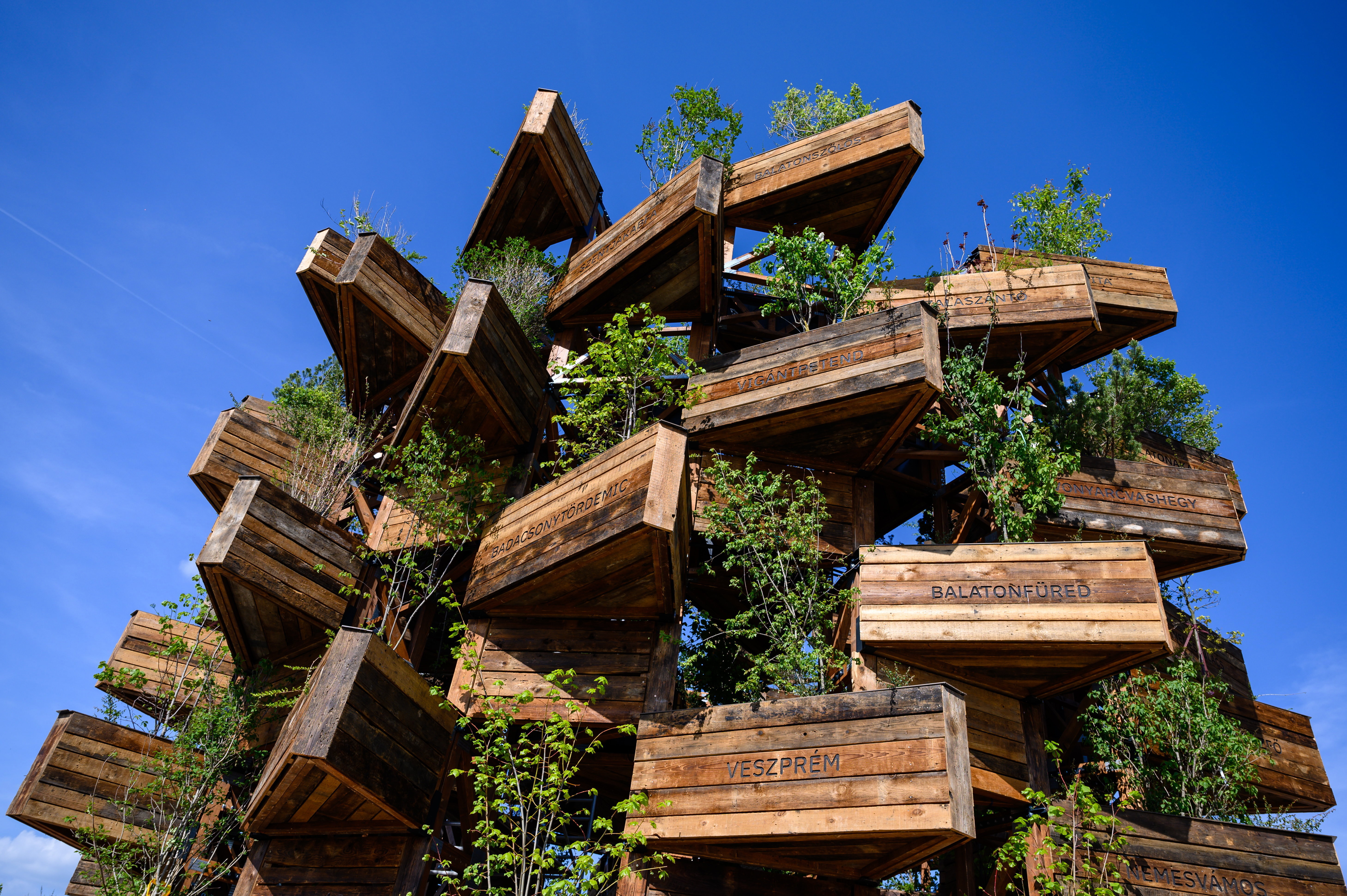 Ilyet még nem látott! Egymás tetejére ültették a fákat Veszprémben - fotók