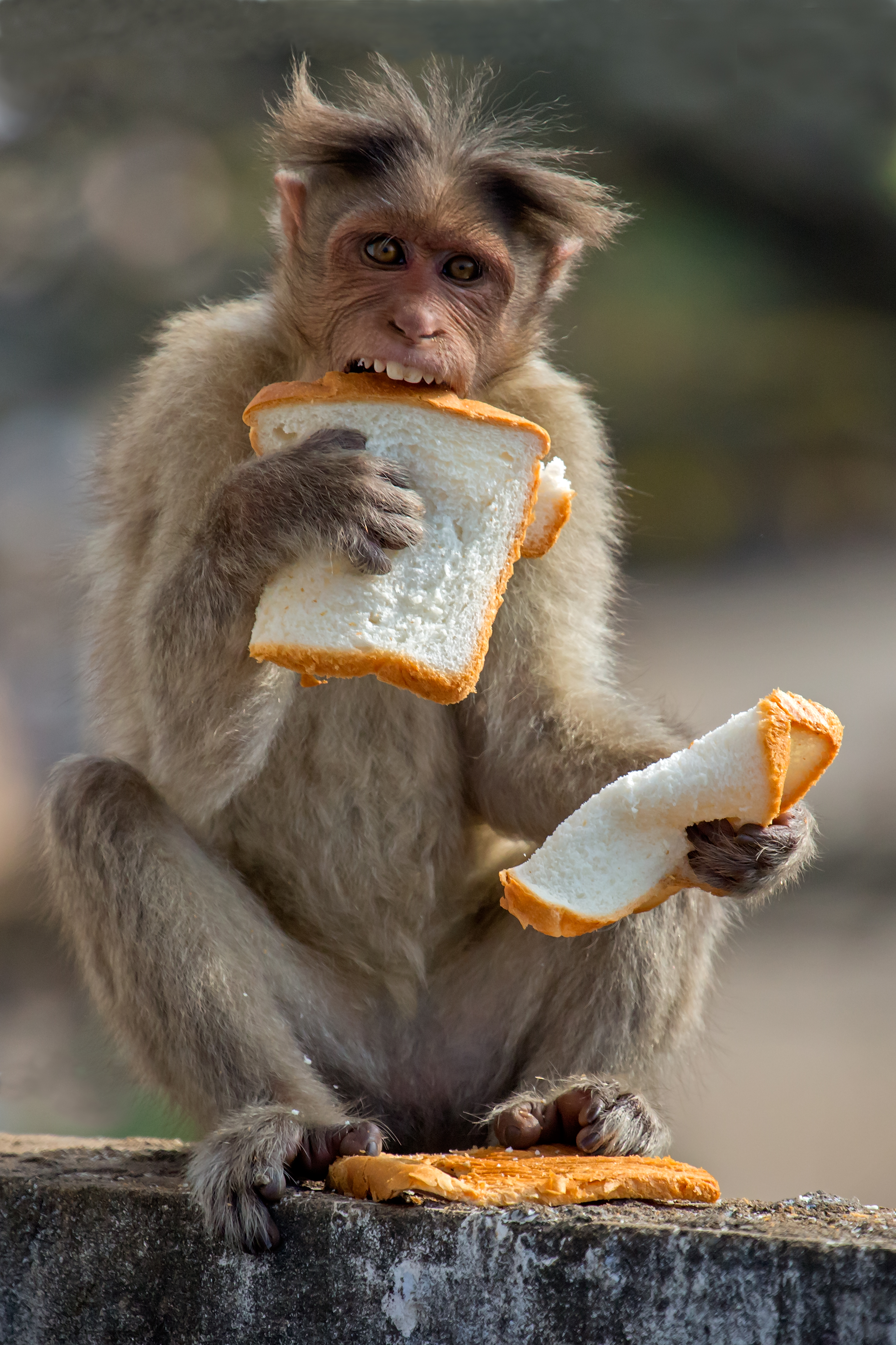 Małpa zjada ukradziony z pobliskiego sklepu chleb, Indie