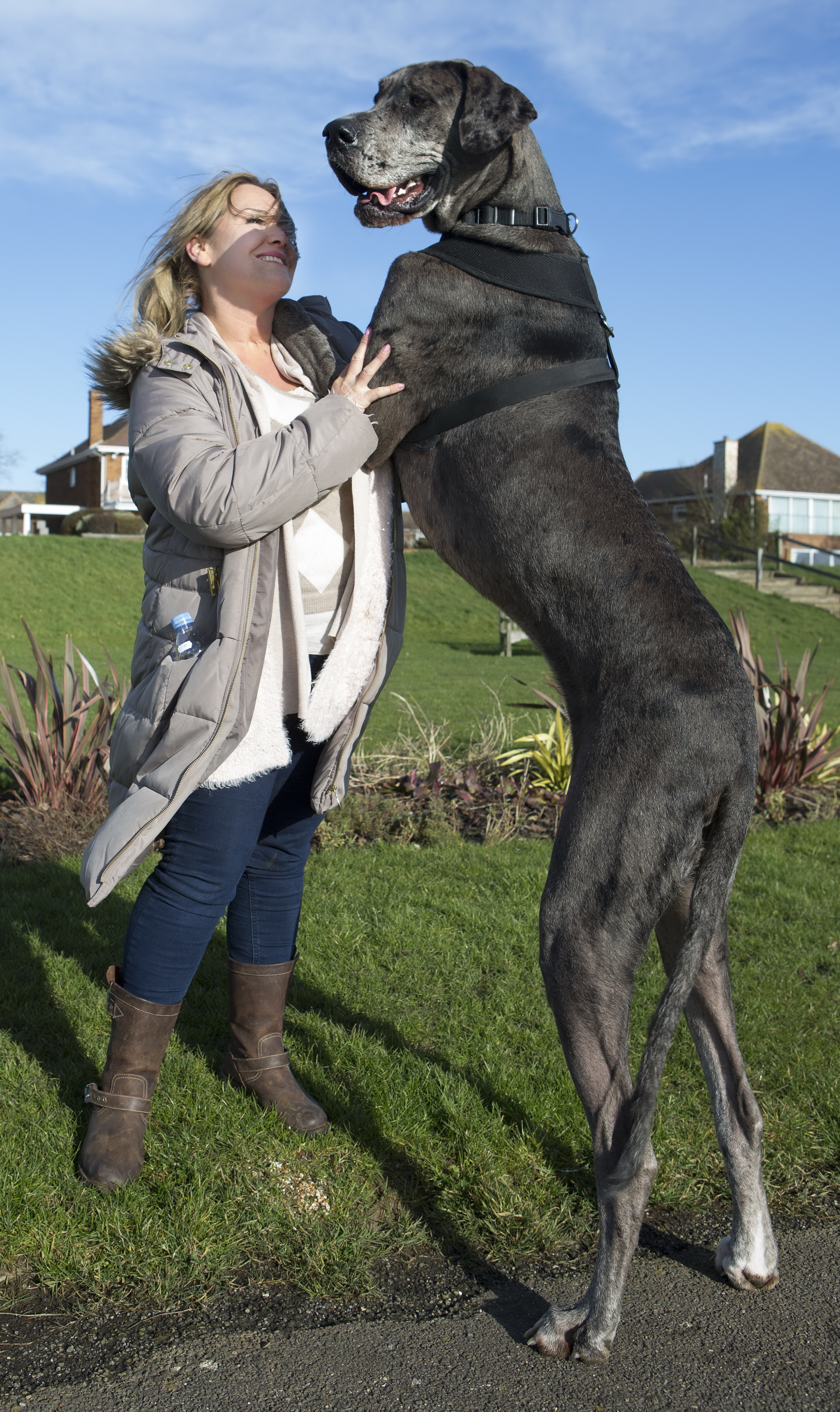 Самая высокая собака в мире немецкий дог Фредди
