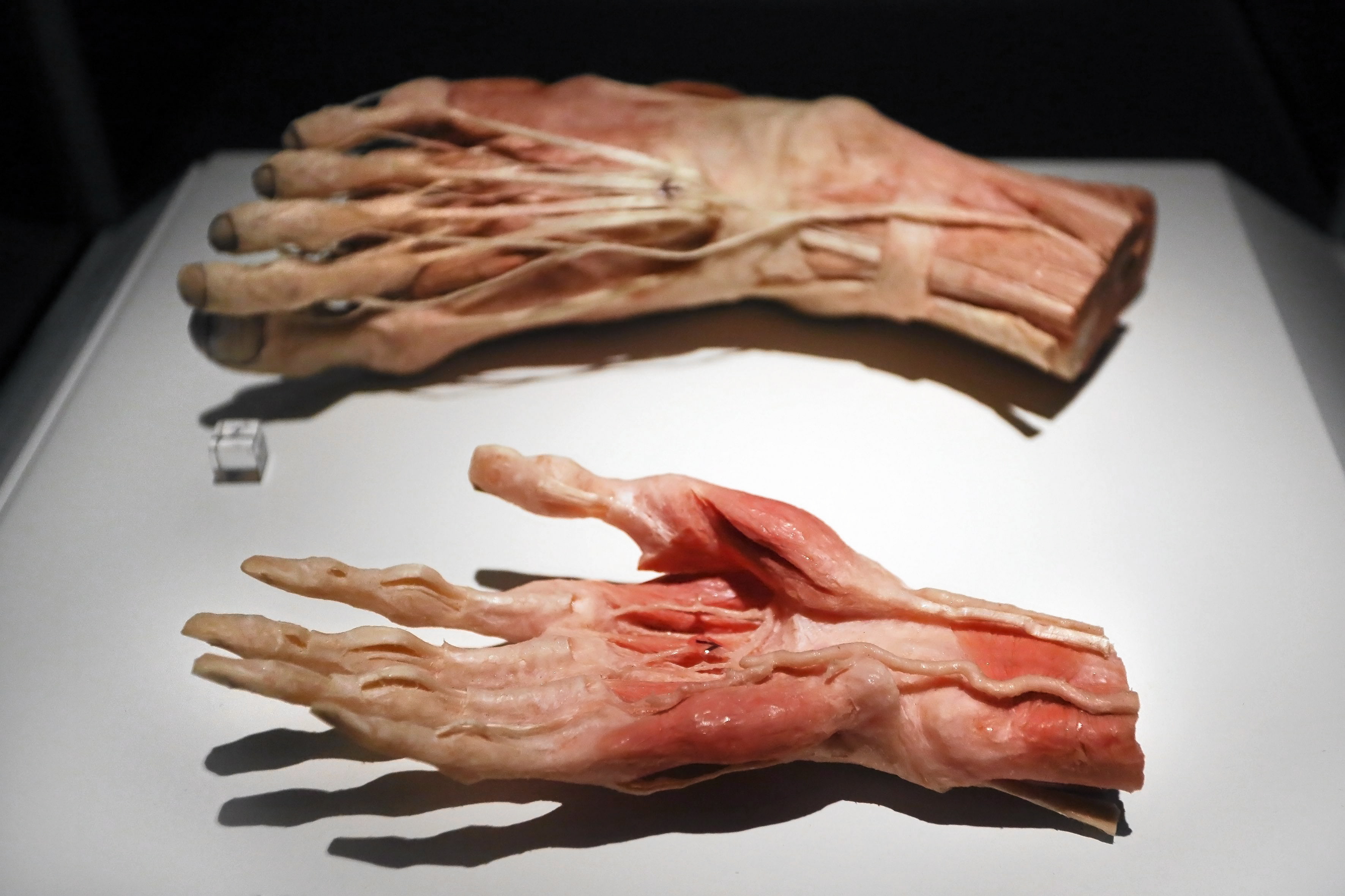 The Human Body
