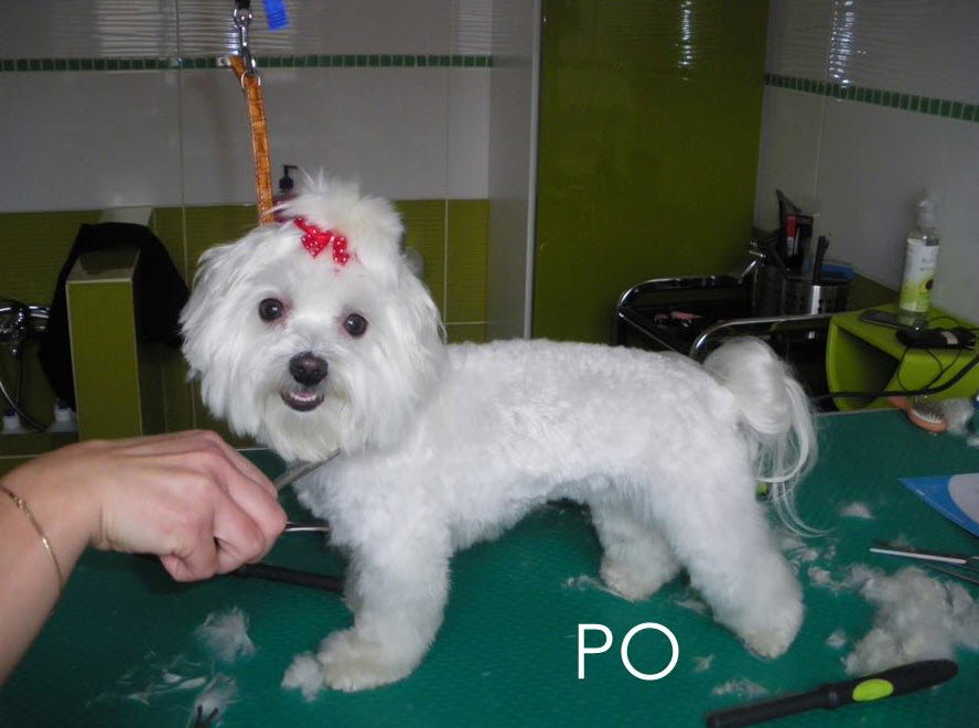 Gusto Psi Stylista Joanna Gałkus Bolesławiec Mapa Polski W Zumipl